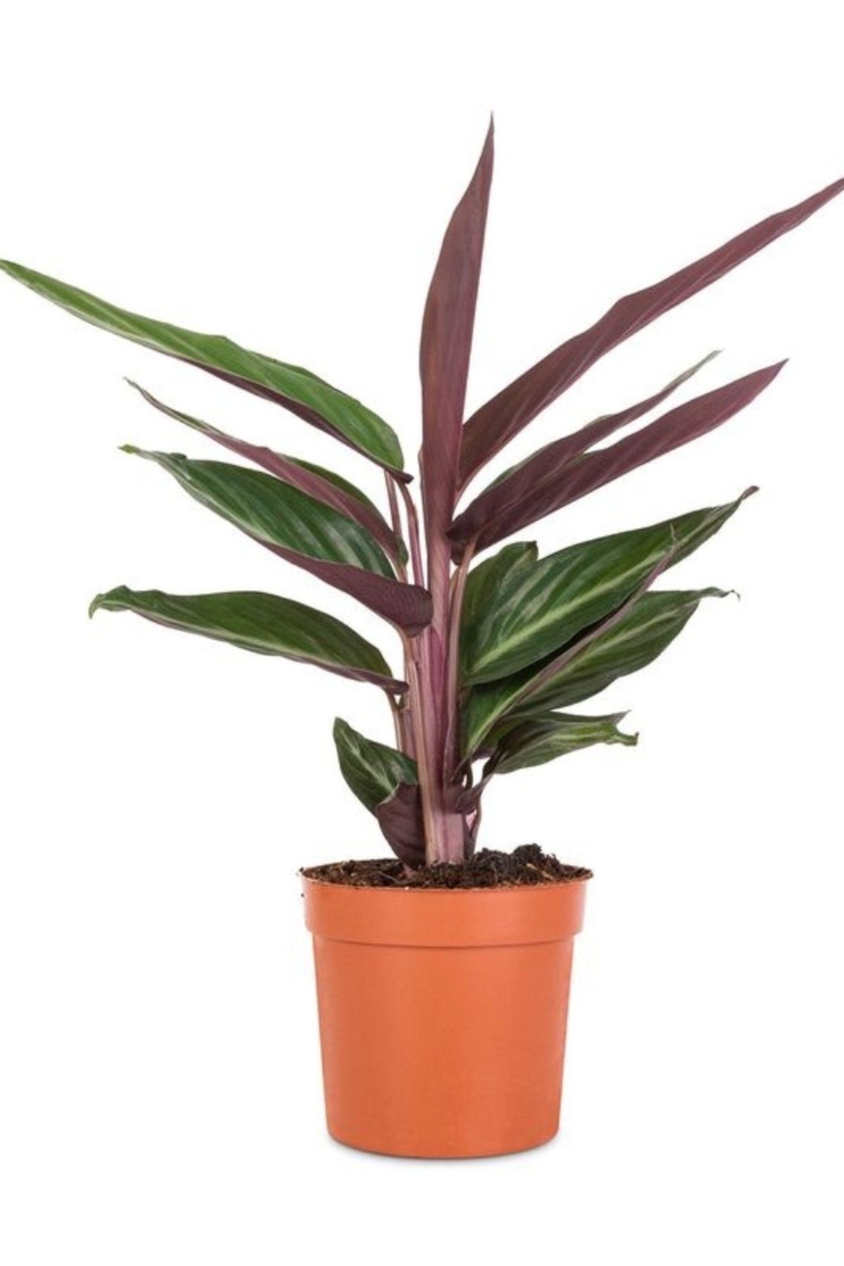 Stromanthe Dua Çiçeği 20-30 cm