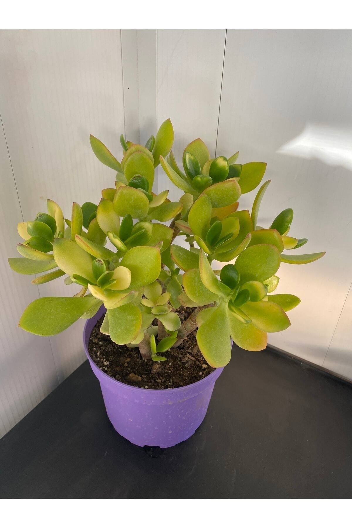 Sukulent Crassula Ovata Para Çiçeği
