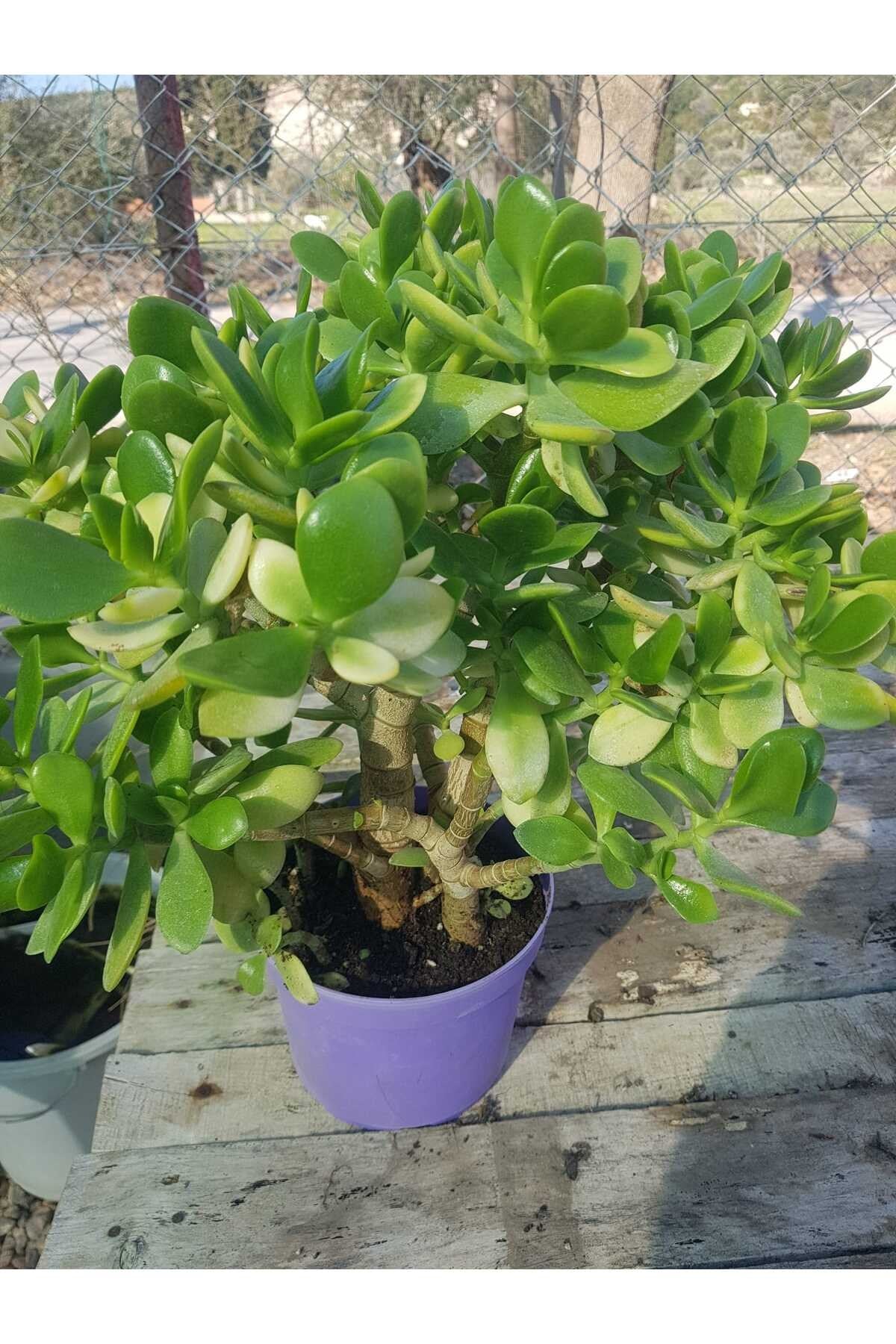 Sukulent Crassula Ovata Para Çiçeği