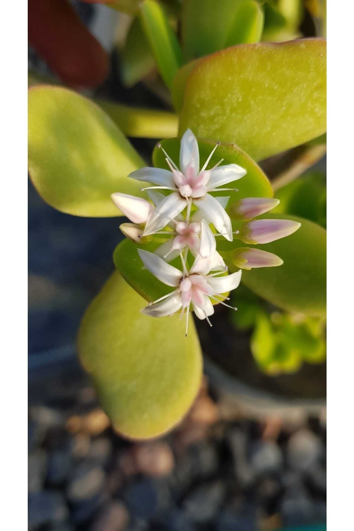 Sukulent Crassula Ovata Para Çiçeği