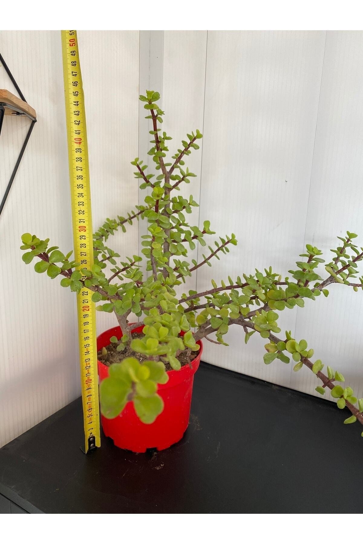 Sukulent Portulacaria Afra Variegate Fil Azığı