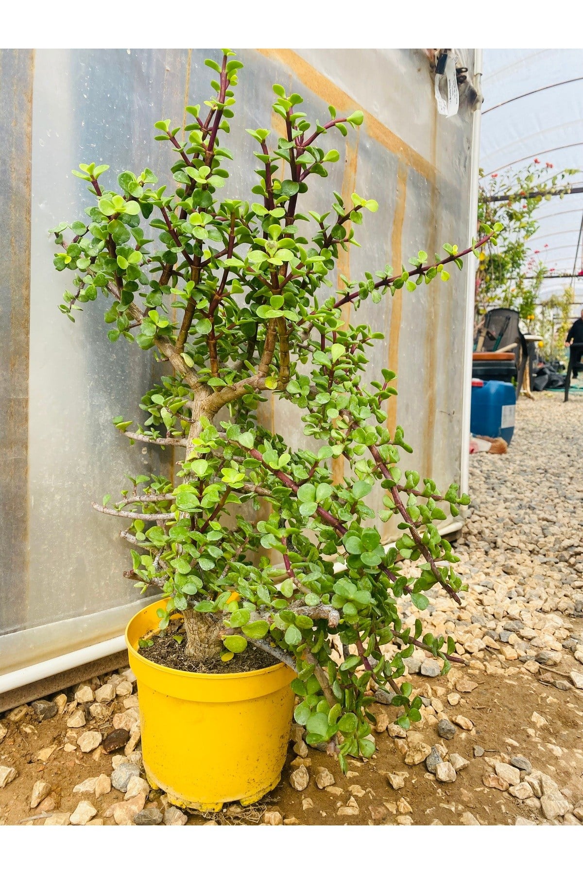 Sukulent Portulacaria Afra Variegate Fil Azığı
