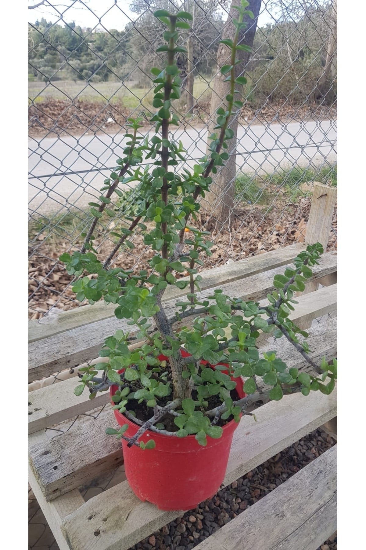 Sukulent Portulacaria Afra Variegate Fil Azığı