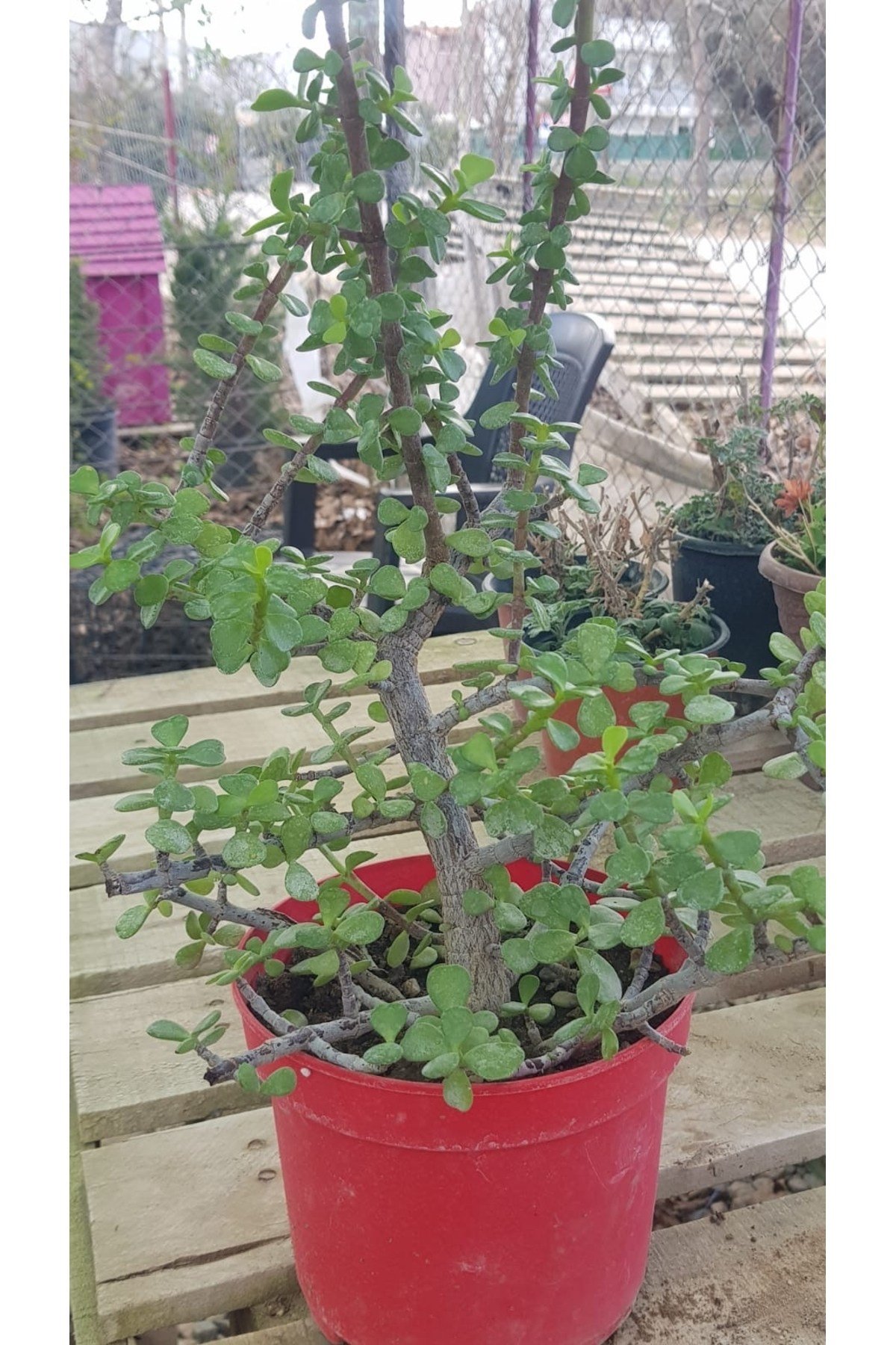 Sukulent Portulacaria Afra Variegate Fil Azığı