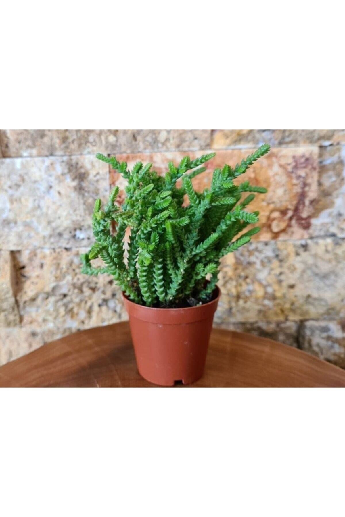 Sukulent Prenses Çamı Crassula Muscosa 5.5 Cm Saksı Çiçek Süs Bitkisi