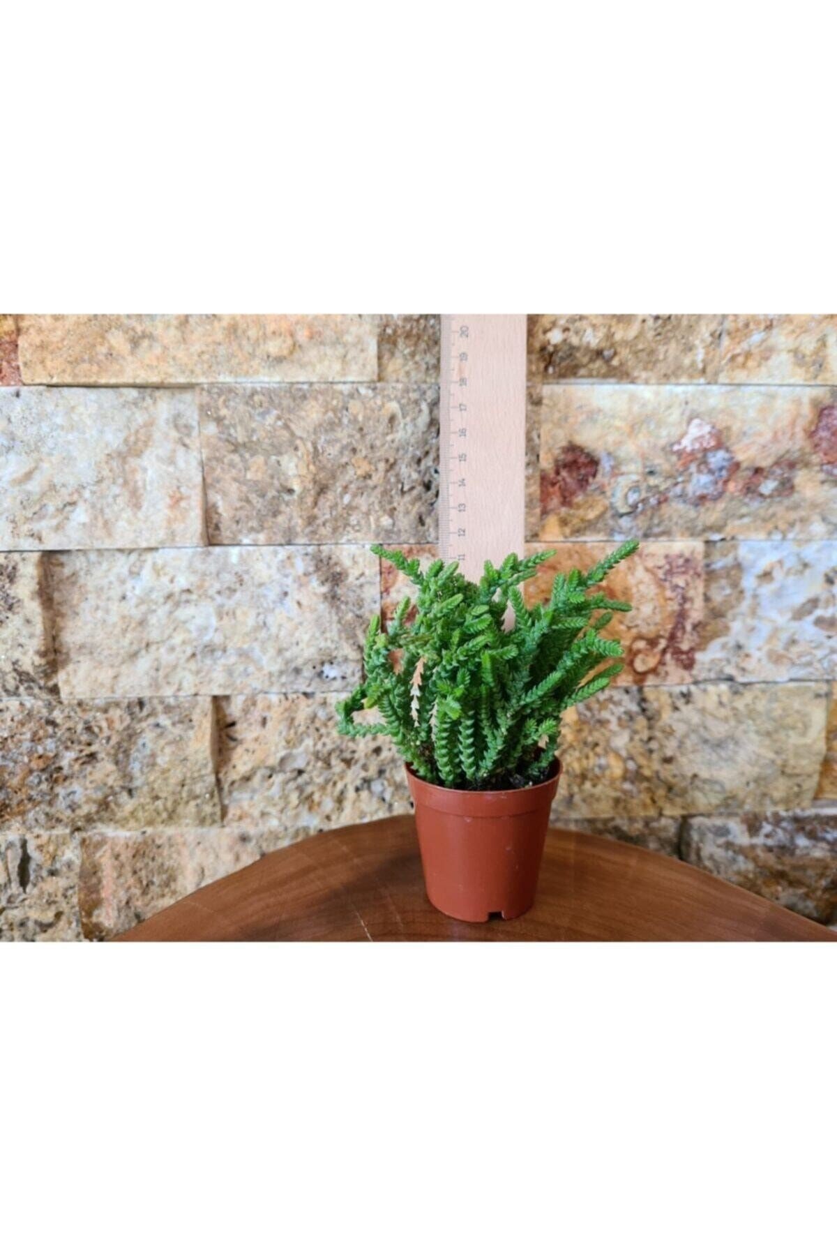 Sukulent Prenses Çamı Crassula Muscosa 5.5 Cm Saksı Çiçek Süs Bitkisi