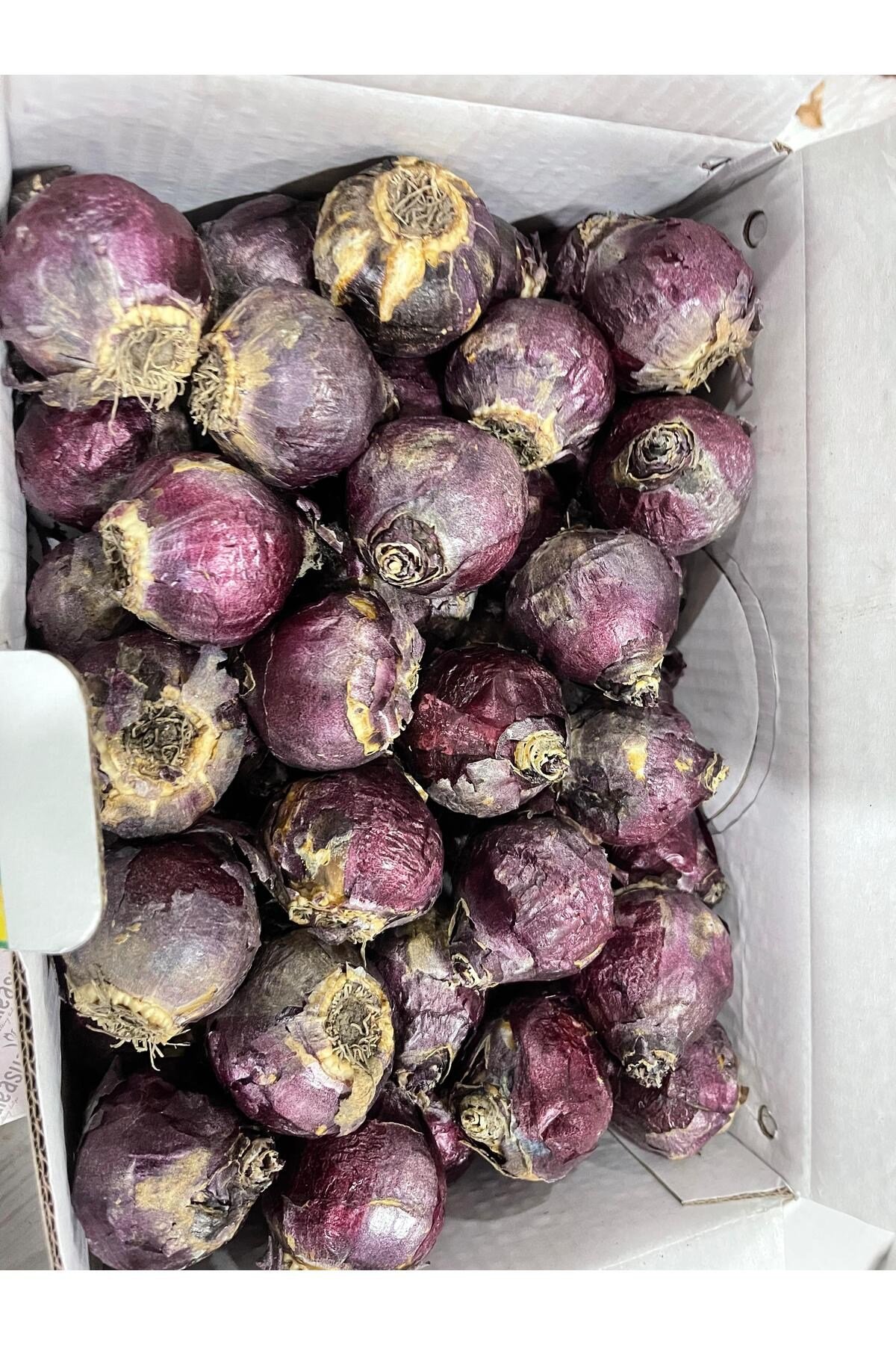 Sümbül Çiçek Soğanı Büyük Boy Mis Kokulu Orjinal Sümbül Çiçek Soğanı 20 Adet