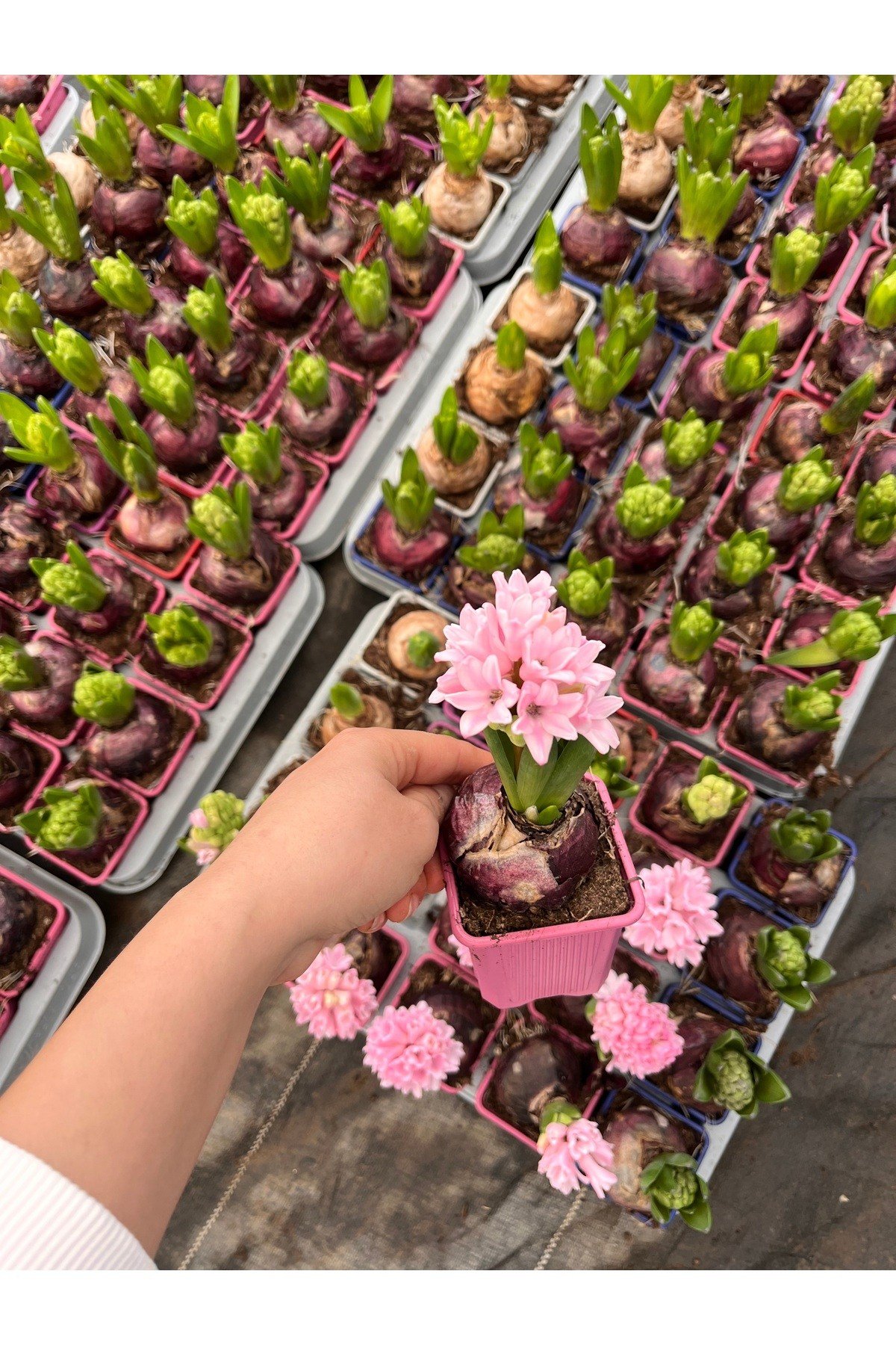 Sümbül (Hyacinthus) 5’li Set