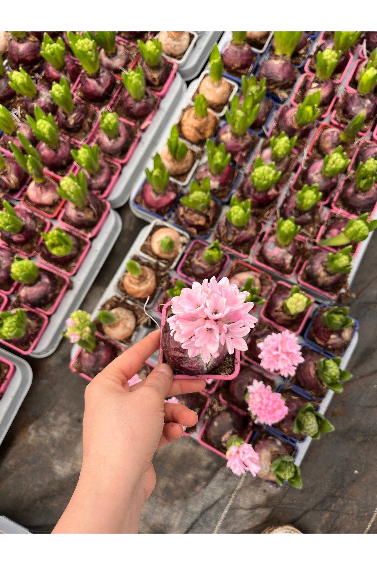 Sümbül (Hyacinthus) 5’li Set