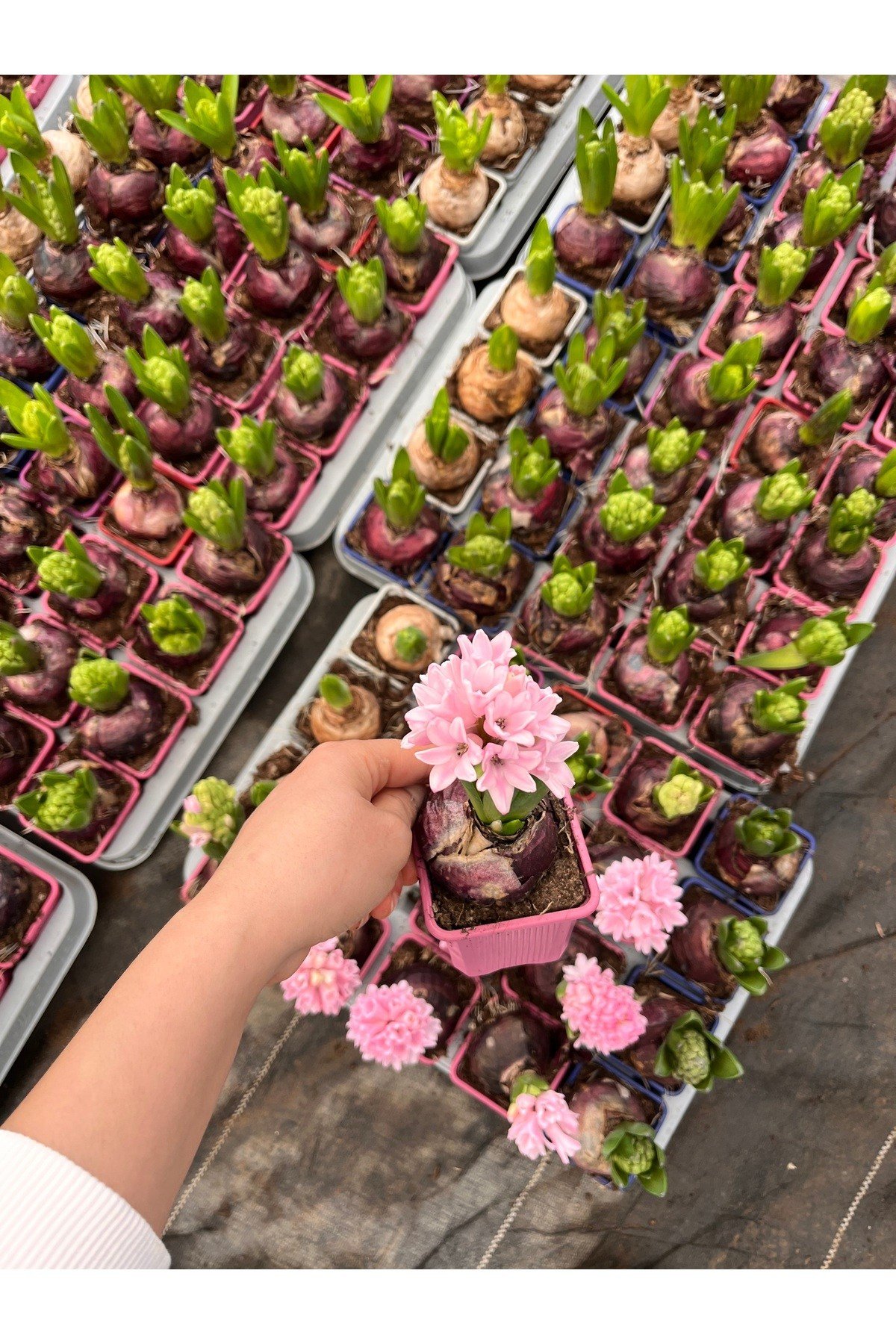 Sümbül (Hyacinthus) 5’li Set