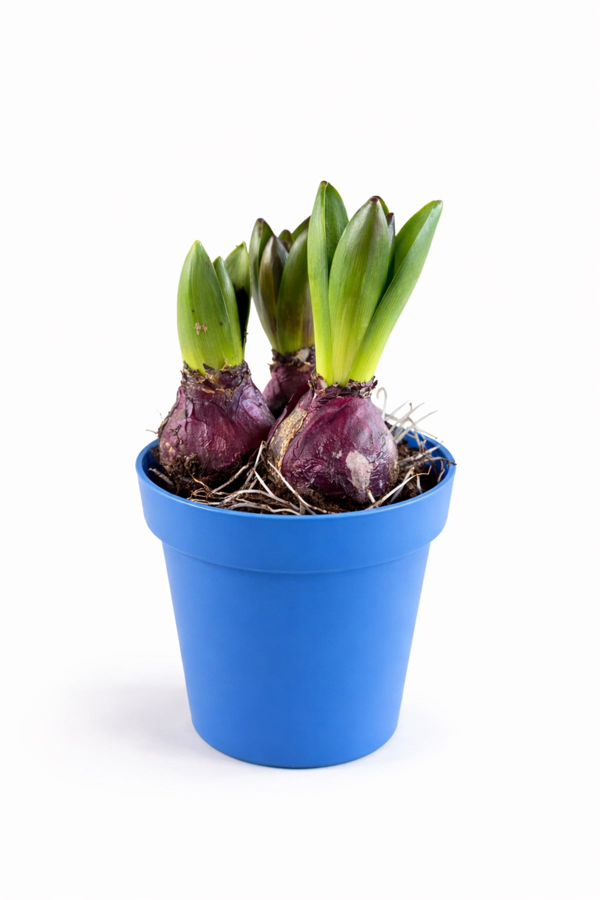 Sümbül Soğanı (Hyacinthus orientalis) | 12 Cm Saksı Kokulu | Rastgele Renk Canlı Ev & Bahçe Bitkisi
