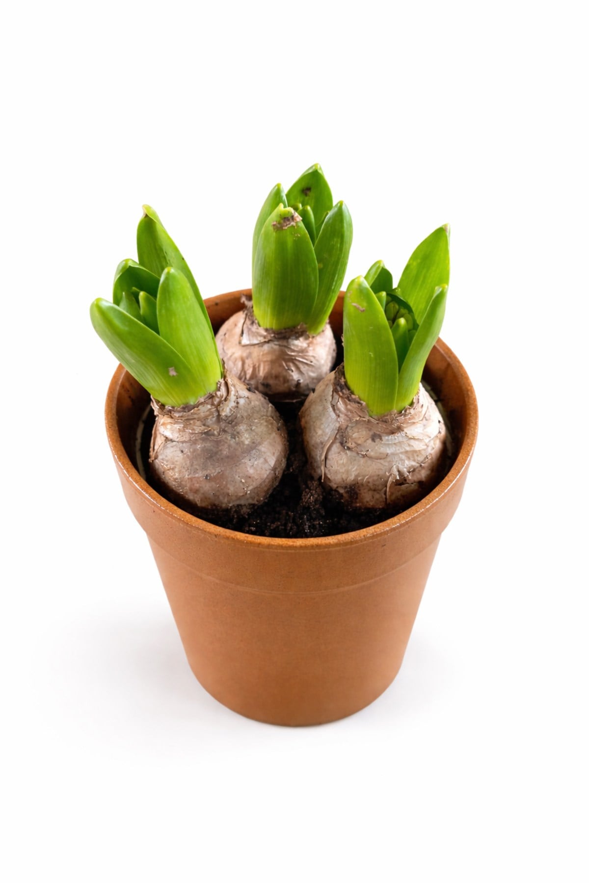 Sümbül Soğanı (Hyacinthus orientalis) | 12 Cm Saksı Kokulu | Rastgele Renk Canlı Ev & Bahçe Bitkisi