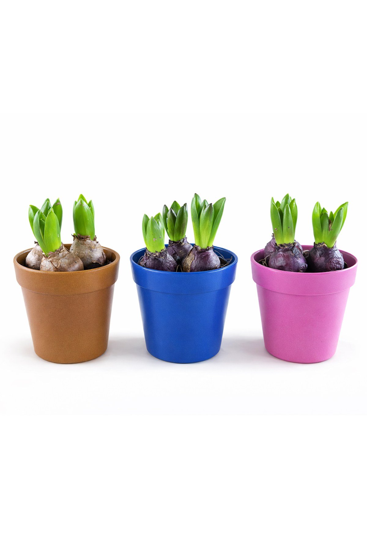 Sümbül Soğanı (Hyacinthus orientalis) | 12 Cm Saksı Kokulu | Rastgele Renk Canlı Ev & Bahçe Bitkisi