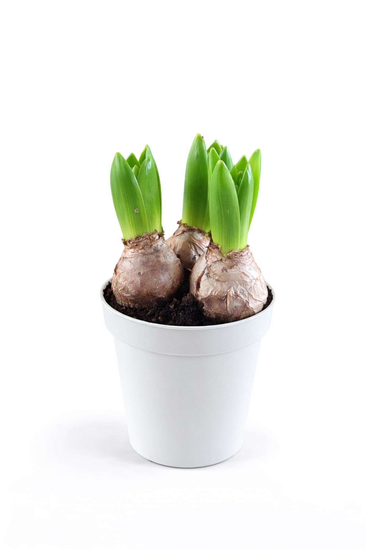 Sümbül Soğanı (Hyacinthus orientalis) | 12 Cm Saksı Kokulu | Rastgele Renk Canlı Ev & Bahçe Bitkisi