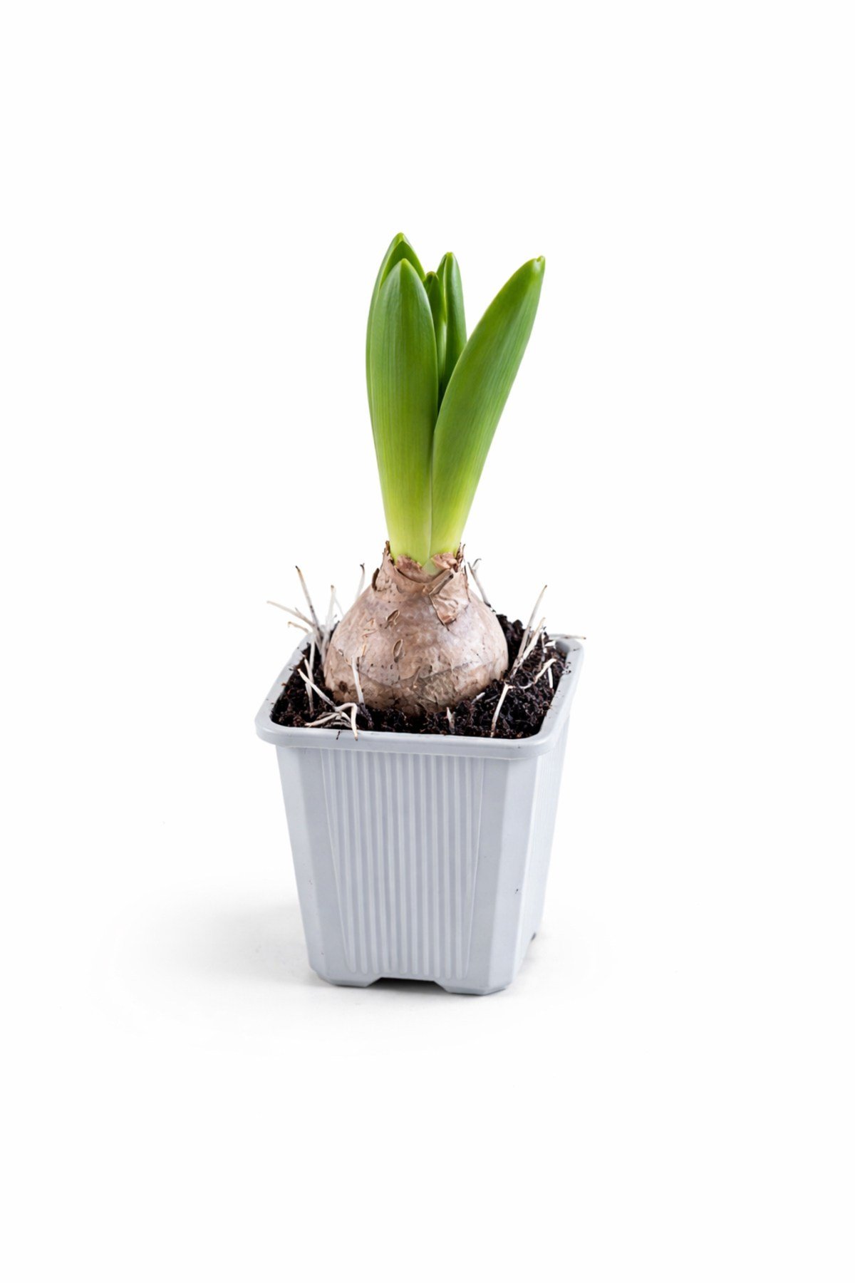 Sümbül Soğanı (Hyacinthus orientalis) | 6 Cm Saksı Kokulu | Rastgele Renk Canlı Ev & Bahçe Bitkisi