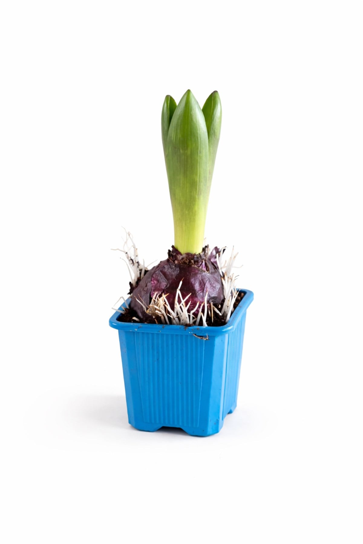 Sümbül Soğanı (Hyacinthus orientalis) | 6 Cm Saksı Kokulu | Rastgele Renk Canlı Ev & Bahçe Bitkisi