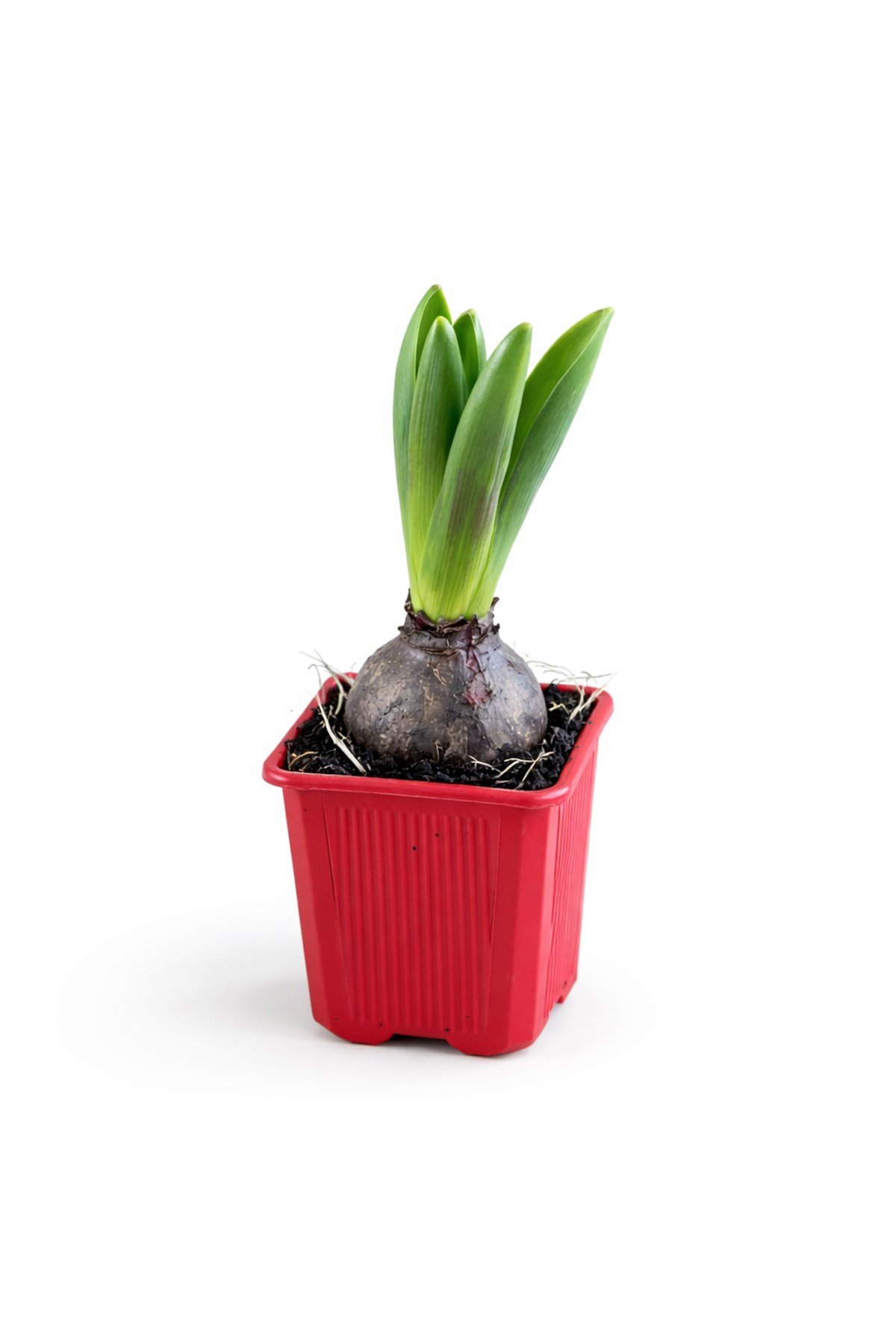 Sümbül Soğanı (Hyacinthus orientalis) | 6 Cm Saksı Kokulu | Rastgele Renk Canlı Ev & Bahçe Bitkisi