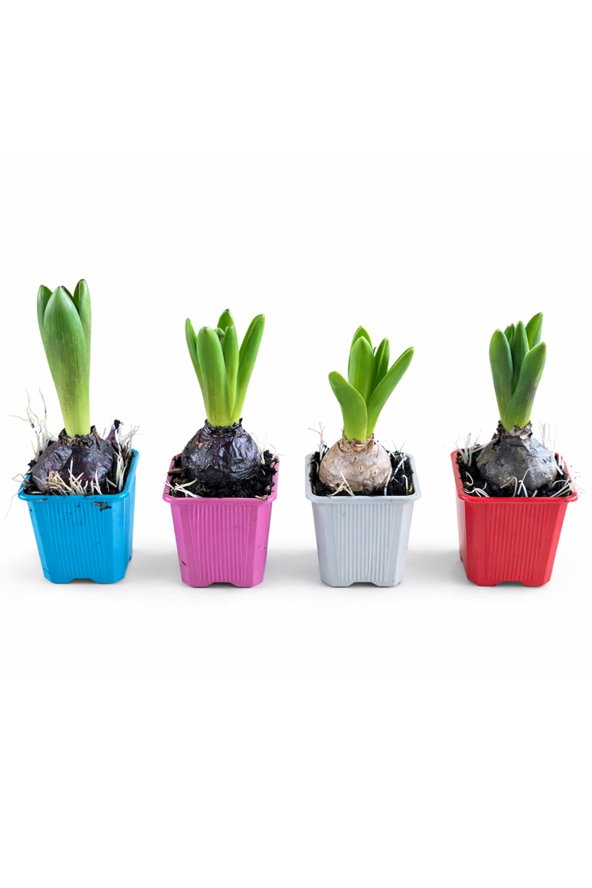 Sümbül Soğanı (Hyacinthus orientalis) | 6 Cm Saksı Kokulu | Rastgele Renk Canlı Ev & Bahçe Bitkisi