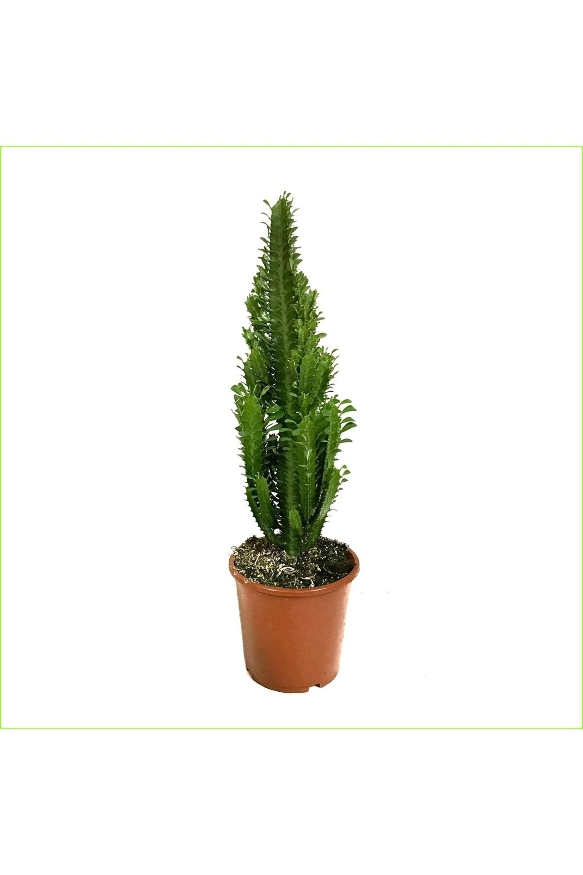 Süt Ağacı Büyük Boy 60-70 Cm