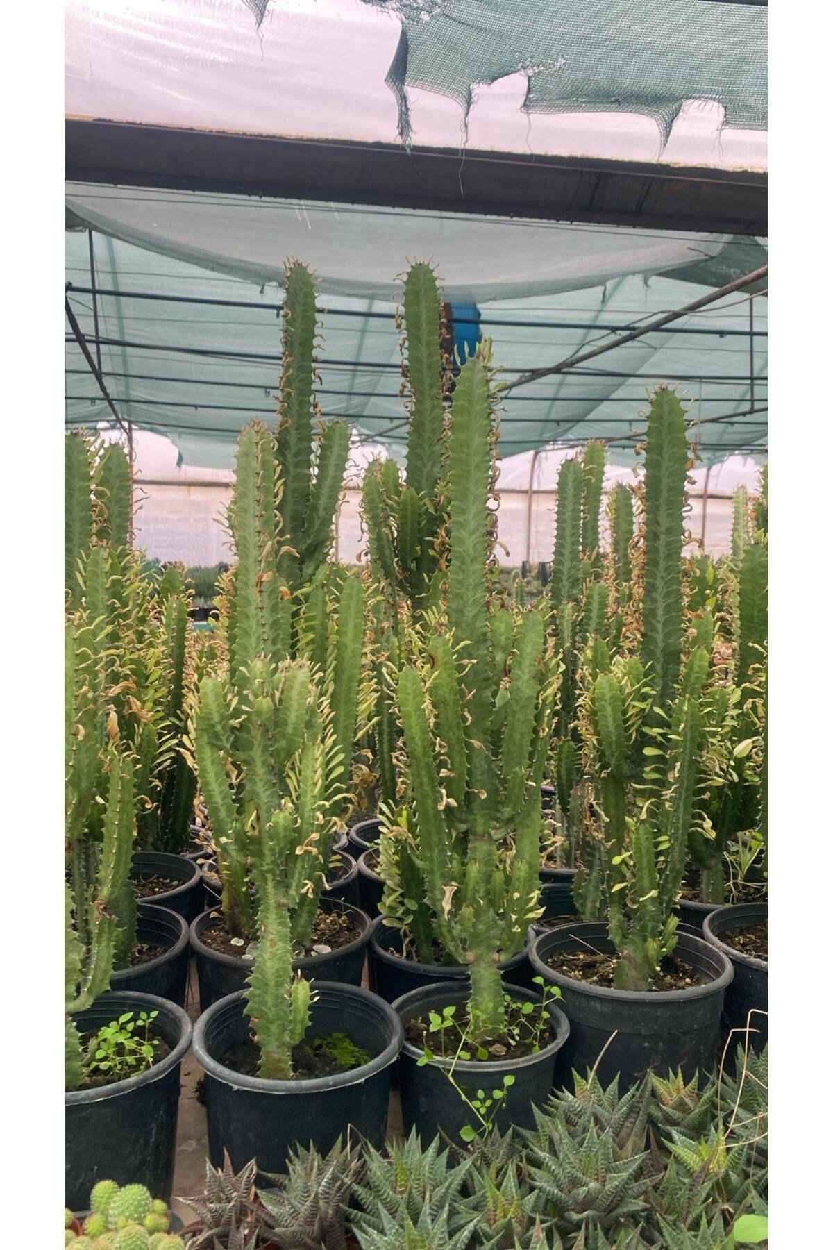 Süt Ağacı Euphorbia (60/80cm) (Plastik saksılı)