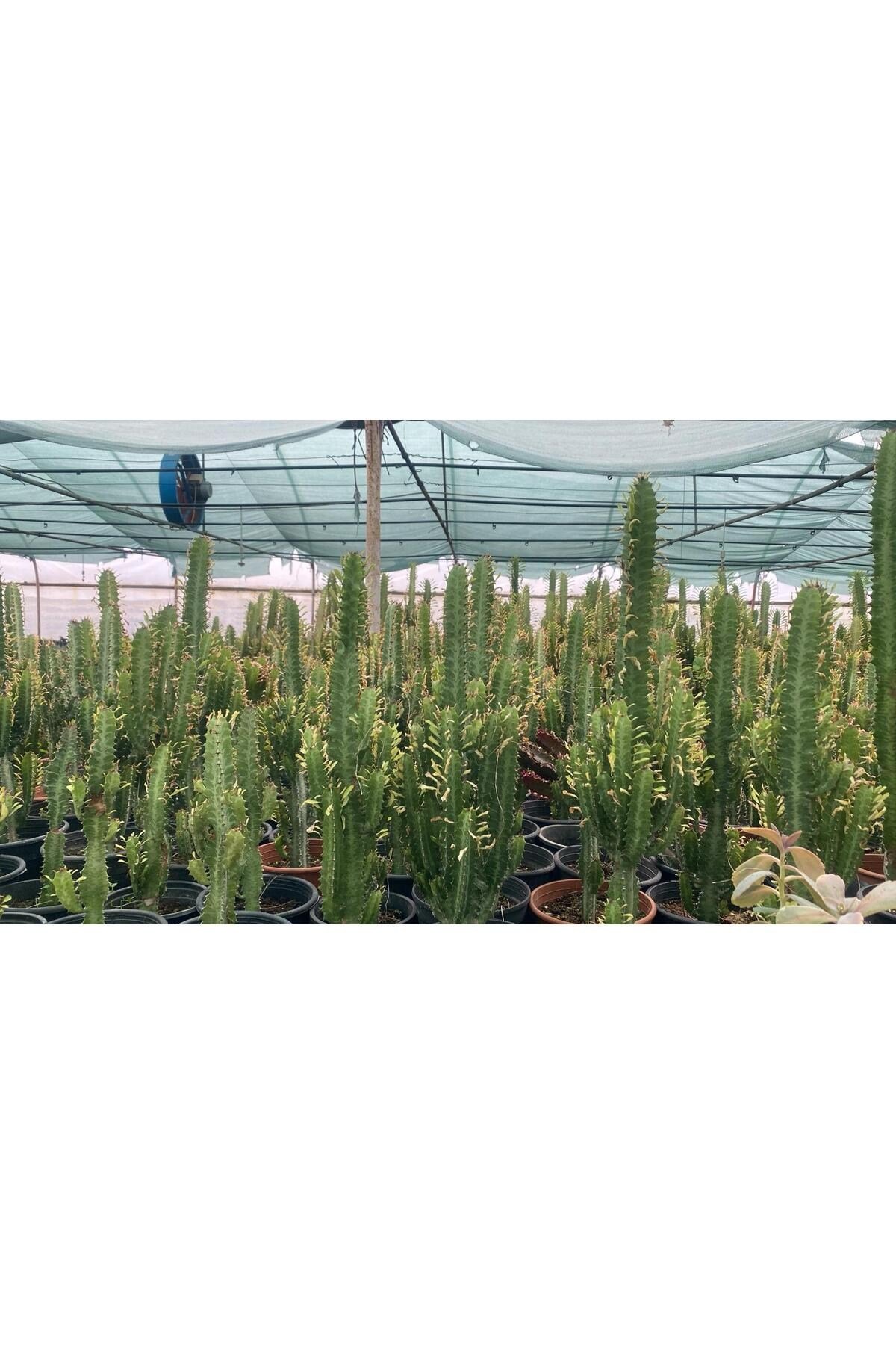 Süt Ağacı Euphorbia (60/80cm) (Plastik saksılı)