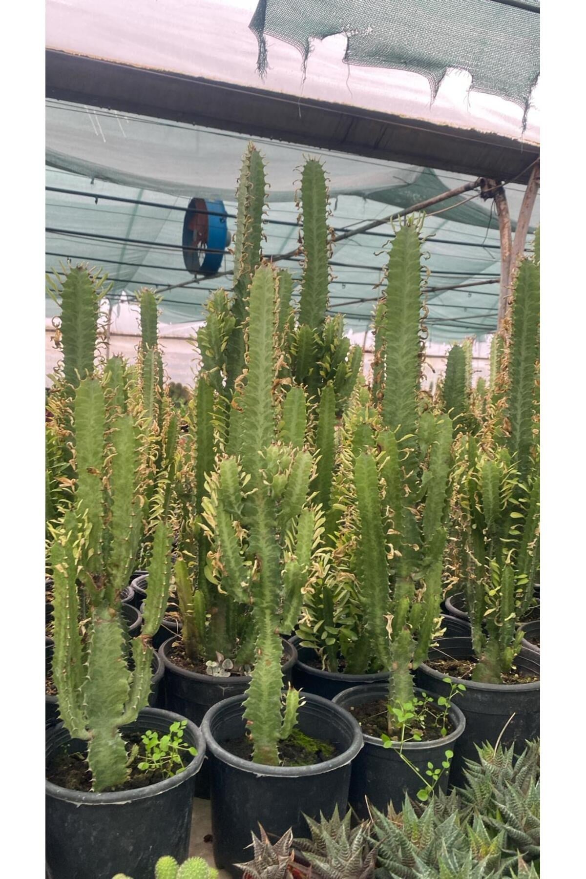 Süt Ağacı Euphorbia (60/80cm) (Plastik saksılı)