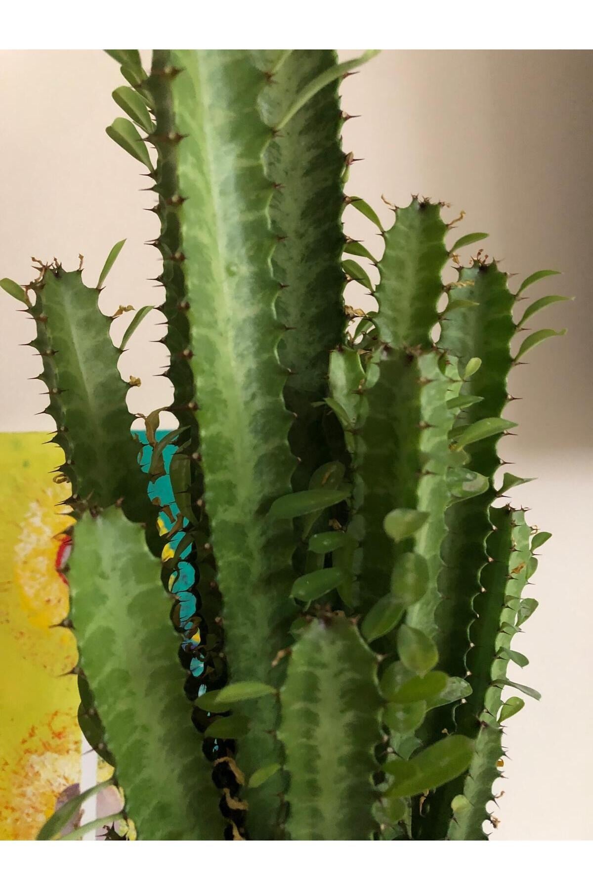 Süt Ağacı Euphorbia (60/80cm) (Plastik saksılı)