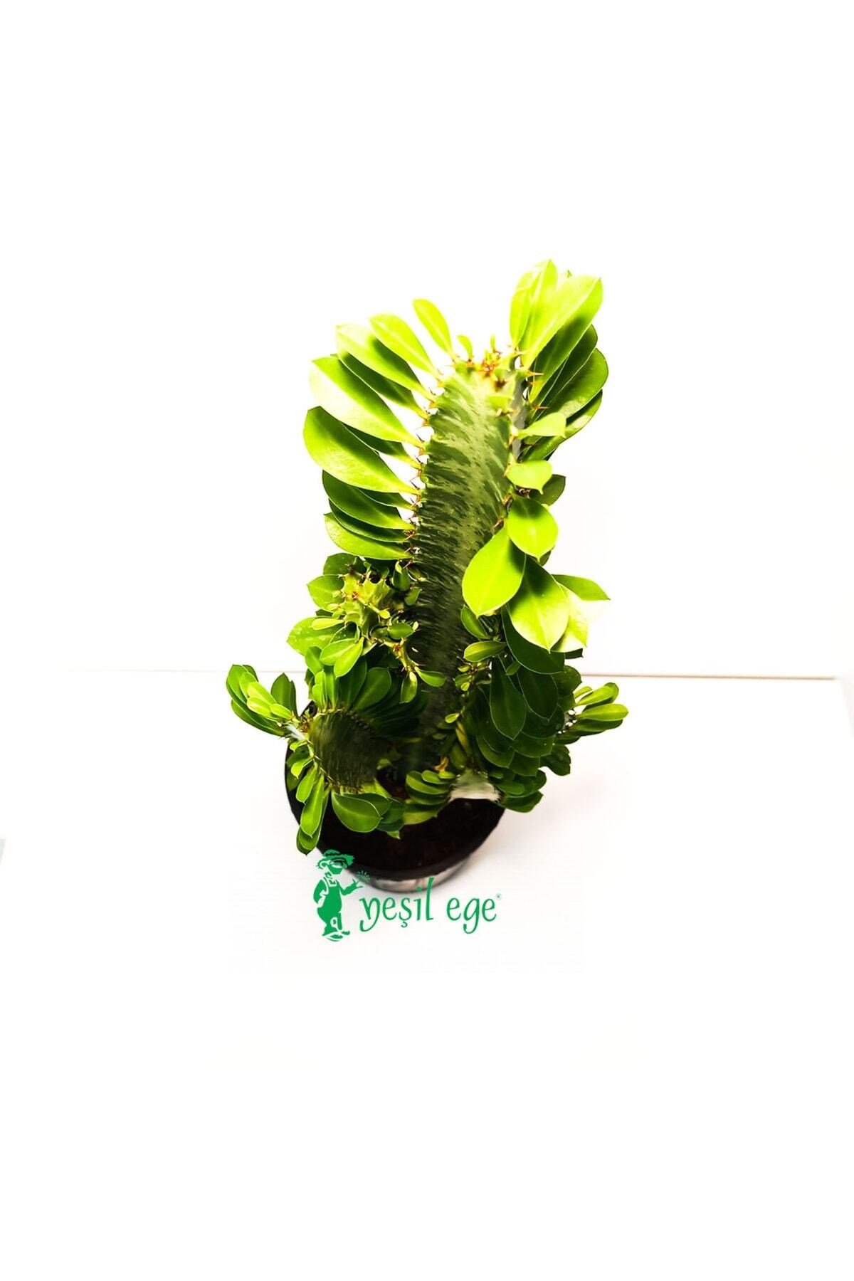 Süt Ağacı/ Euphorbia Trigona/ 75 Cm