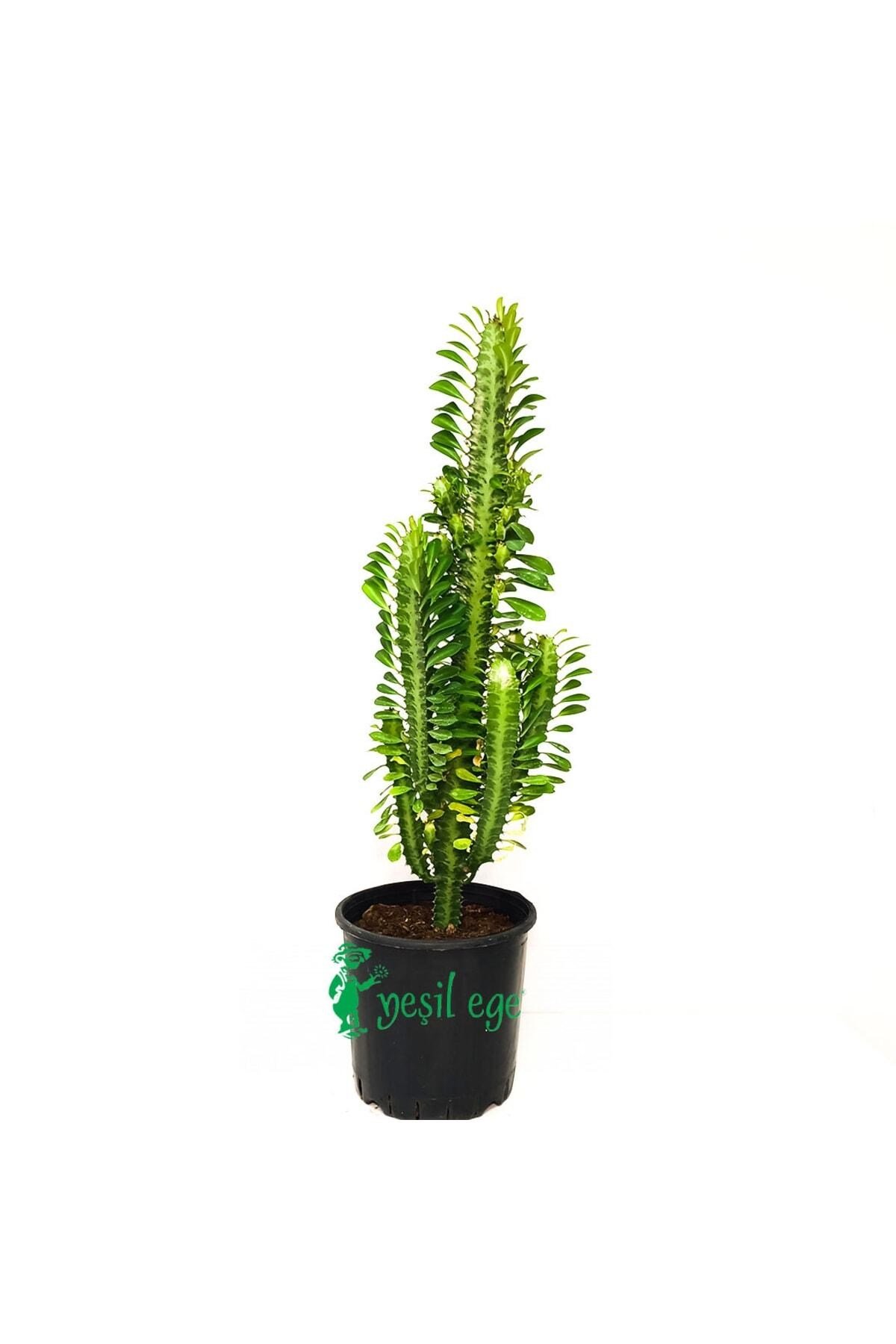Süt Ağacı/ Euphorbia Trigona/ 75 Cm