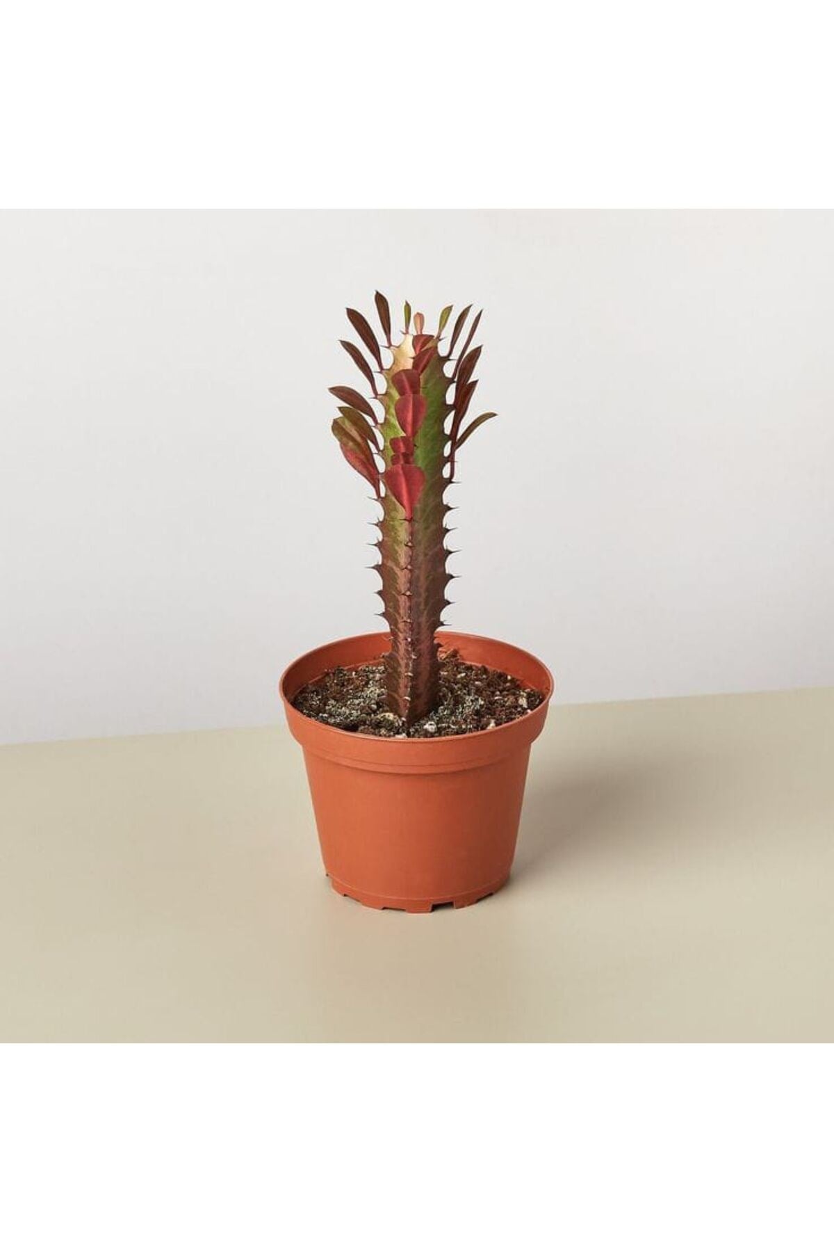 Süt ağacı Euphorbia Trigona