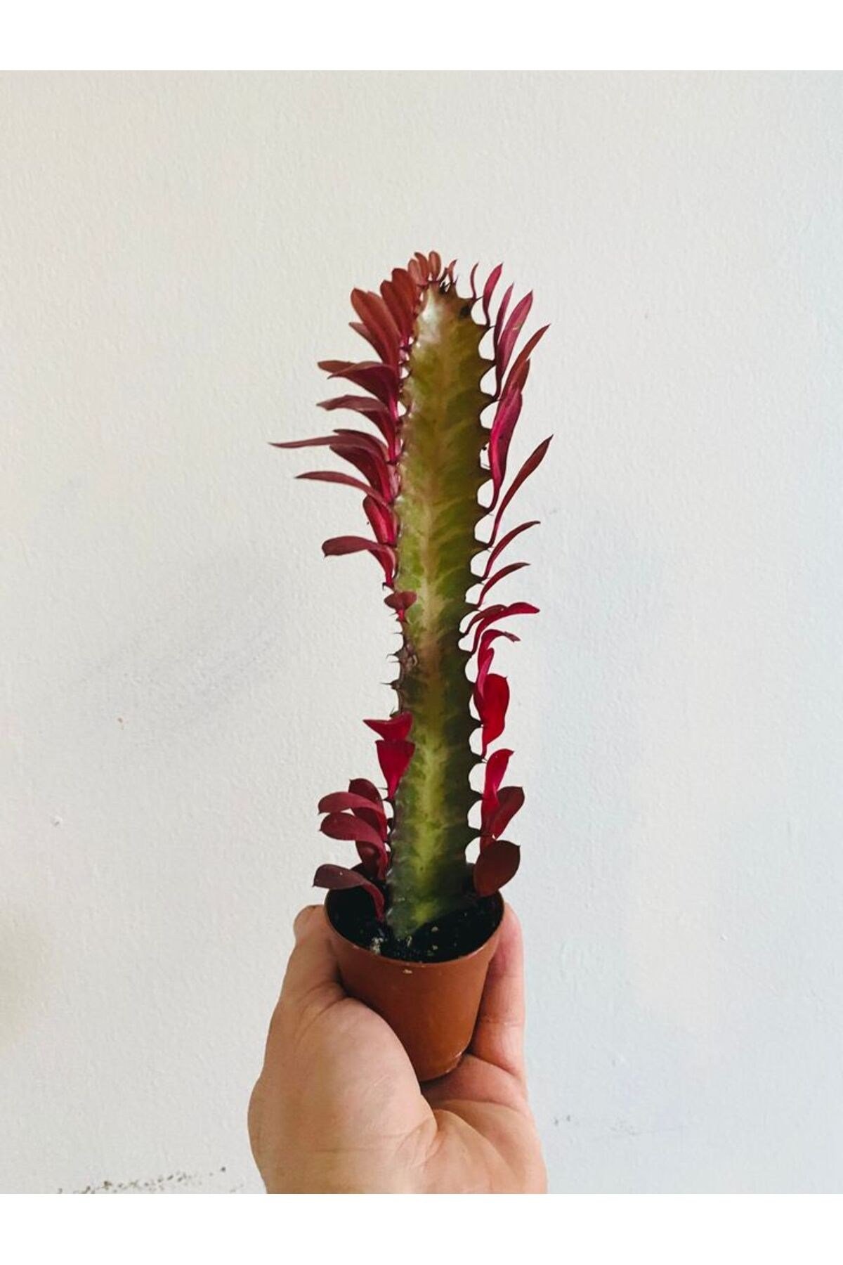 Süt ağacı Euphorbia Trigona
