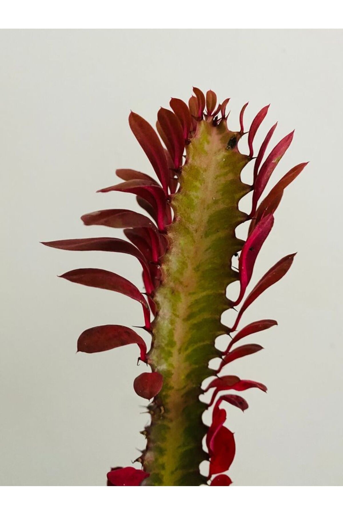 Süt ağacı Euphorbia Trigona