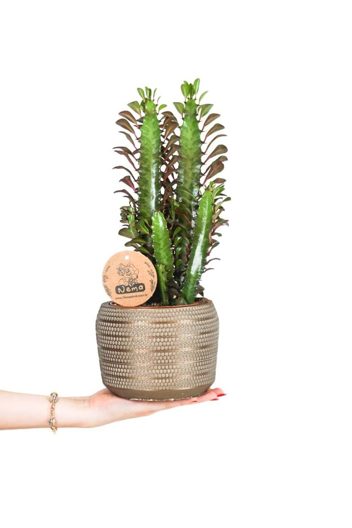 Süt Ağacı - Euphorbia Trigona Bakır Lucy