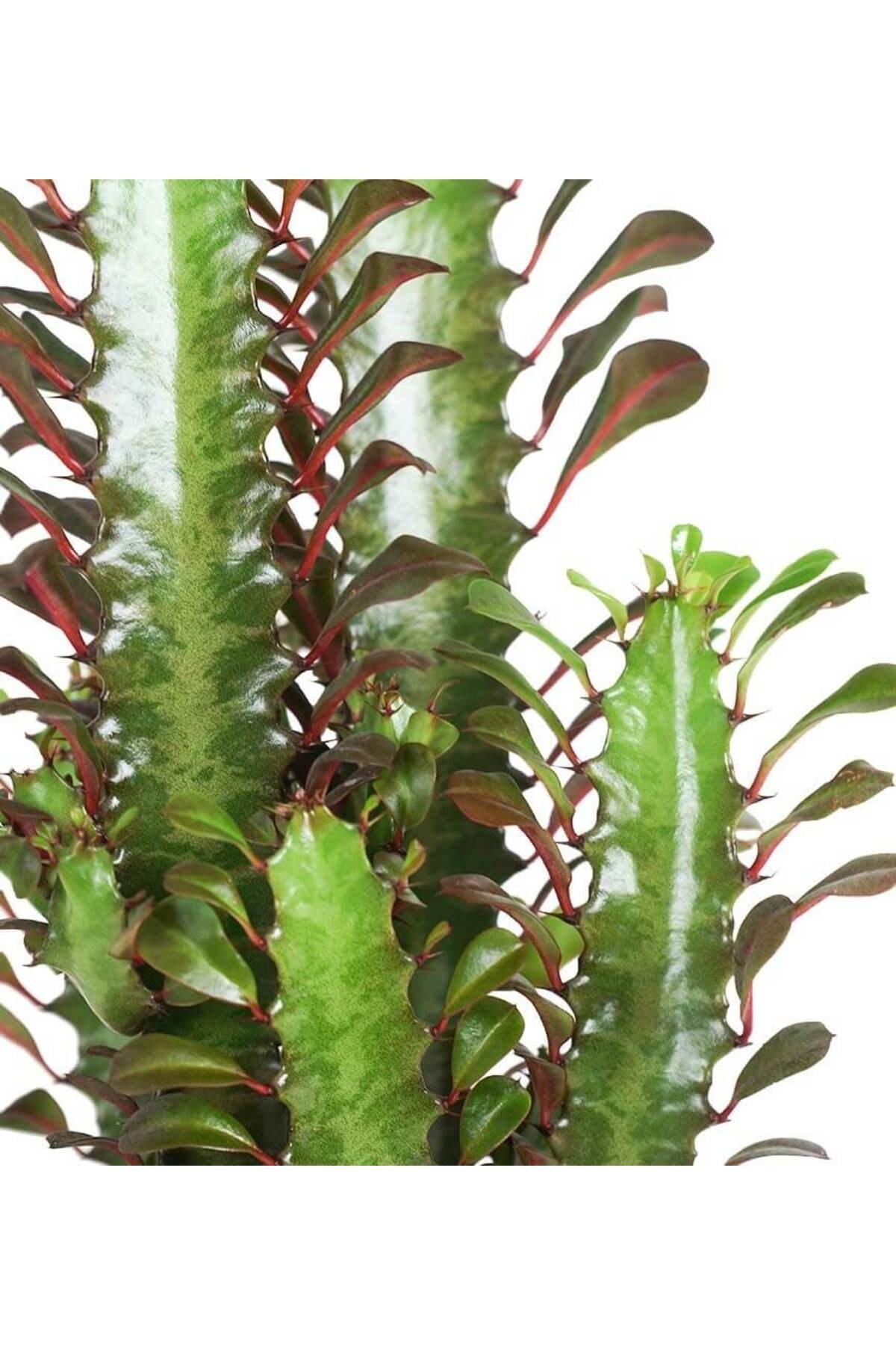 Süt Ağacı - Euphorbia Trigona Bakır Lucy