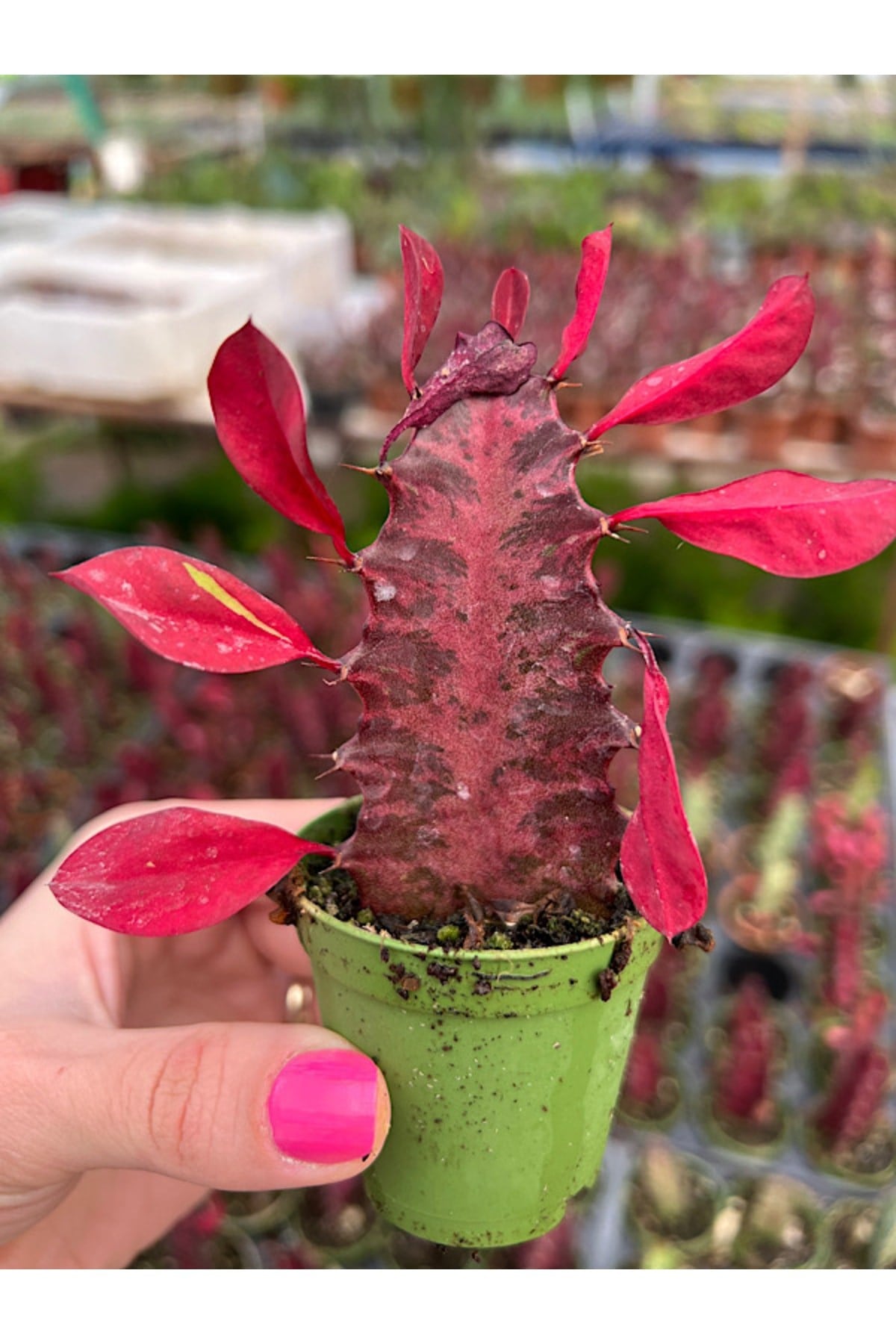 Süt Ağacı Kaktüs - Euphorbia Trigona Rubra