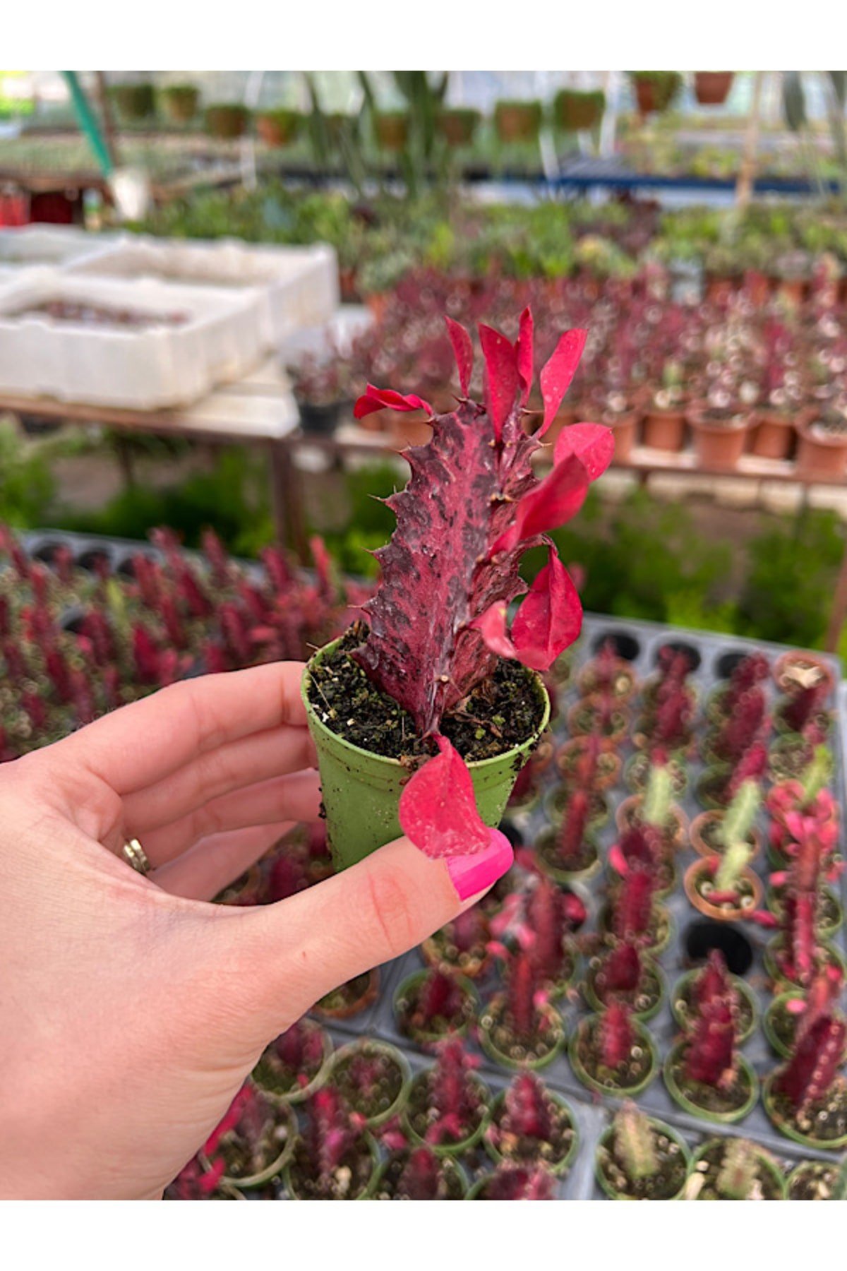 Süt Ağacı Kaktüs - Euphorbia Trigona Rubra