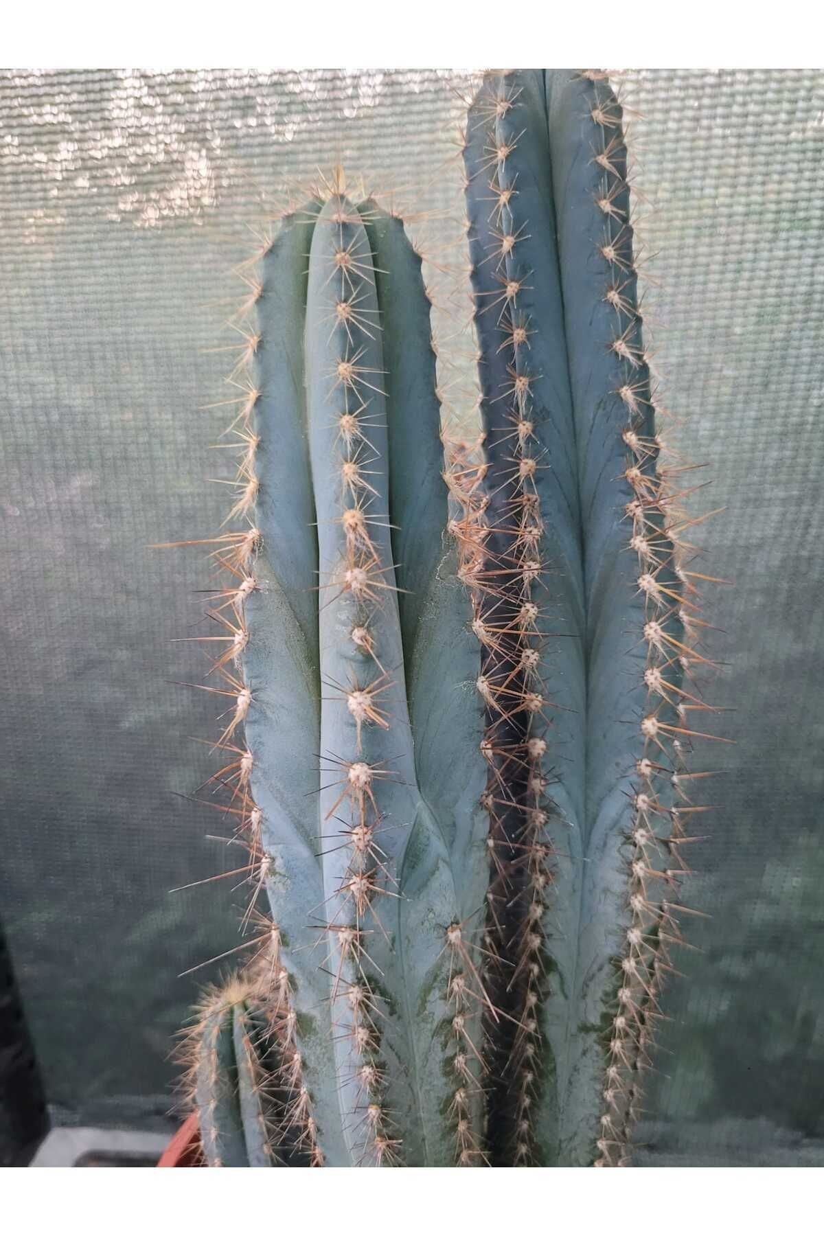 Sütun Kaktüs 35 cm