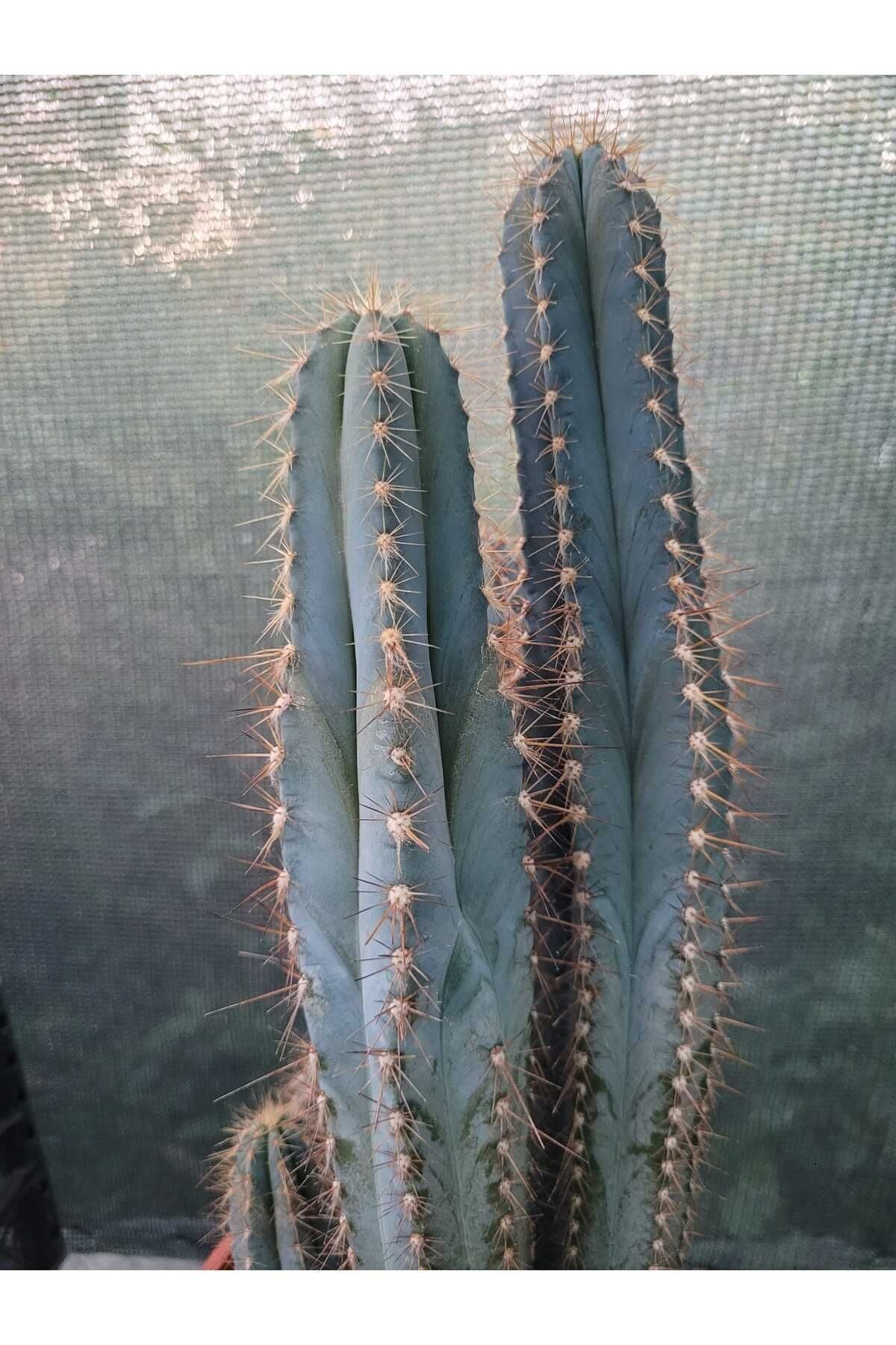 Sütun Kaktüs 35 cm