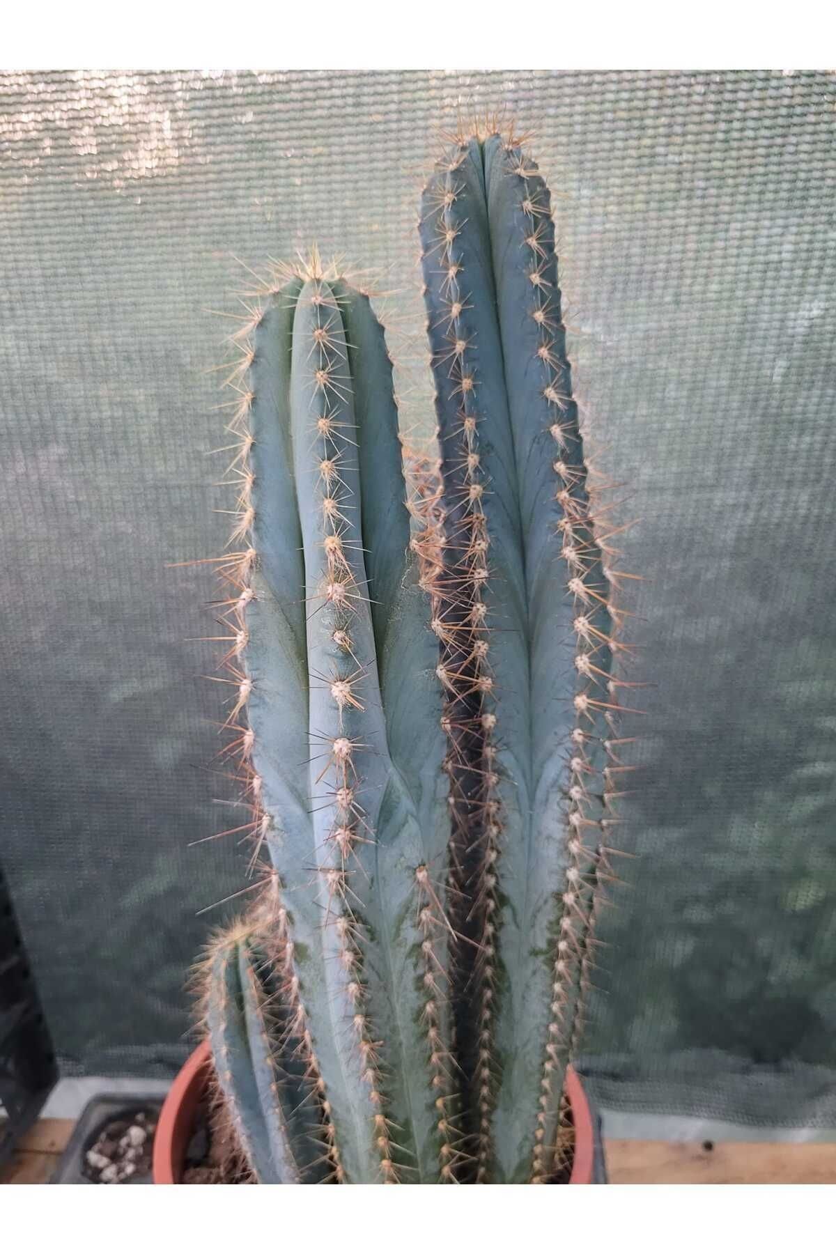 Sütun Kaktüs 35 cm