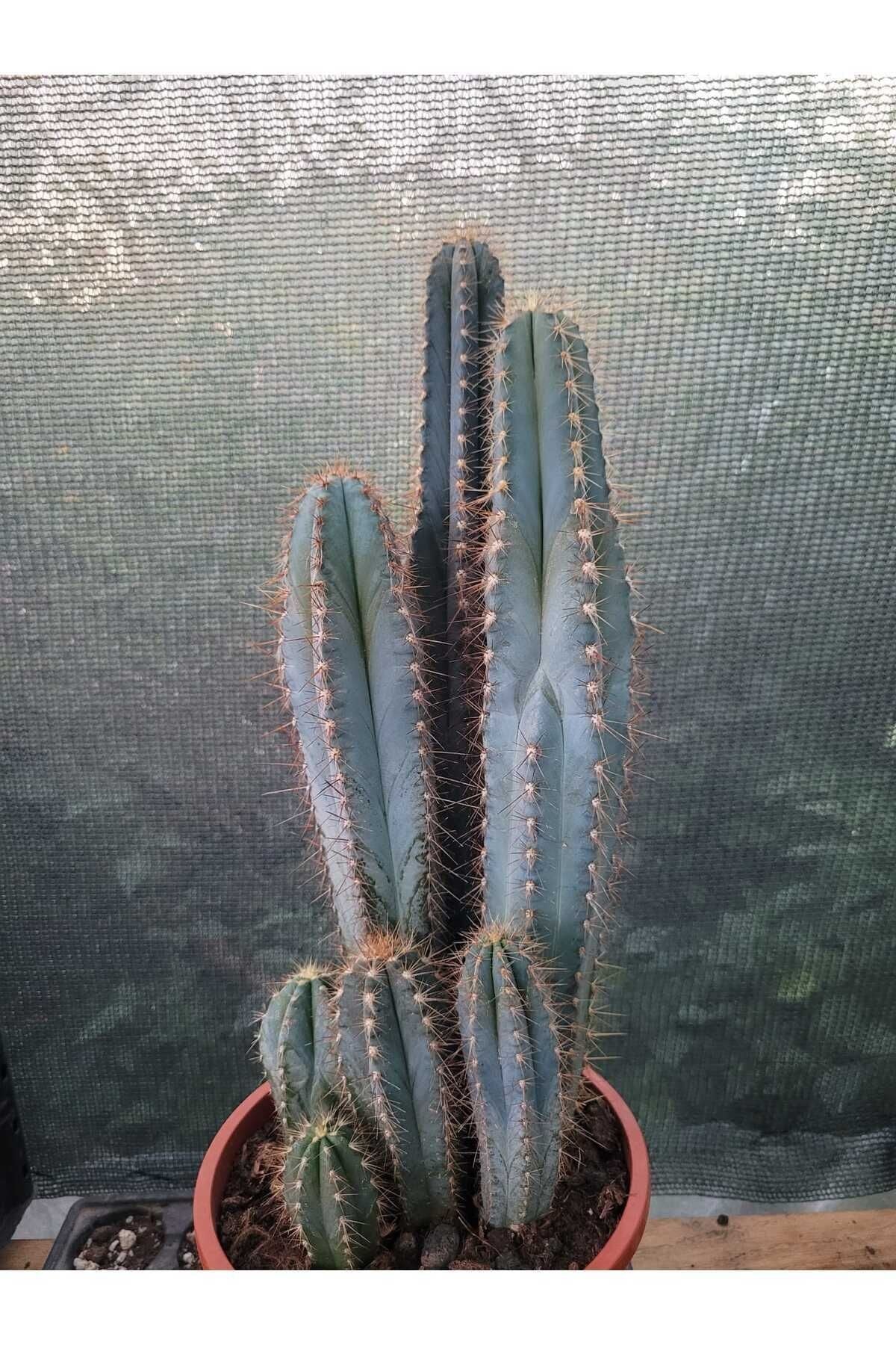 Sütun Kaktüs 35 cm