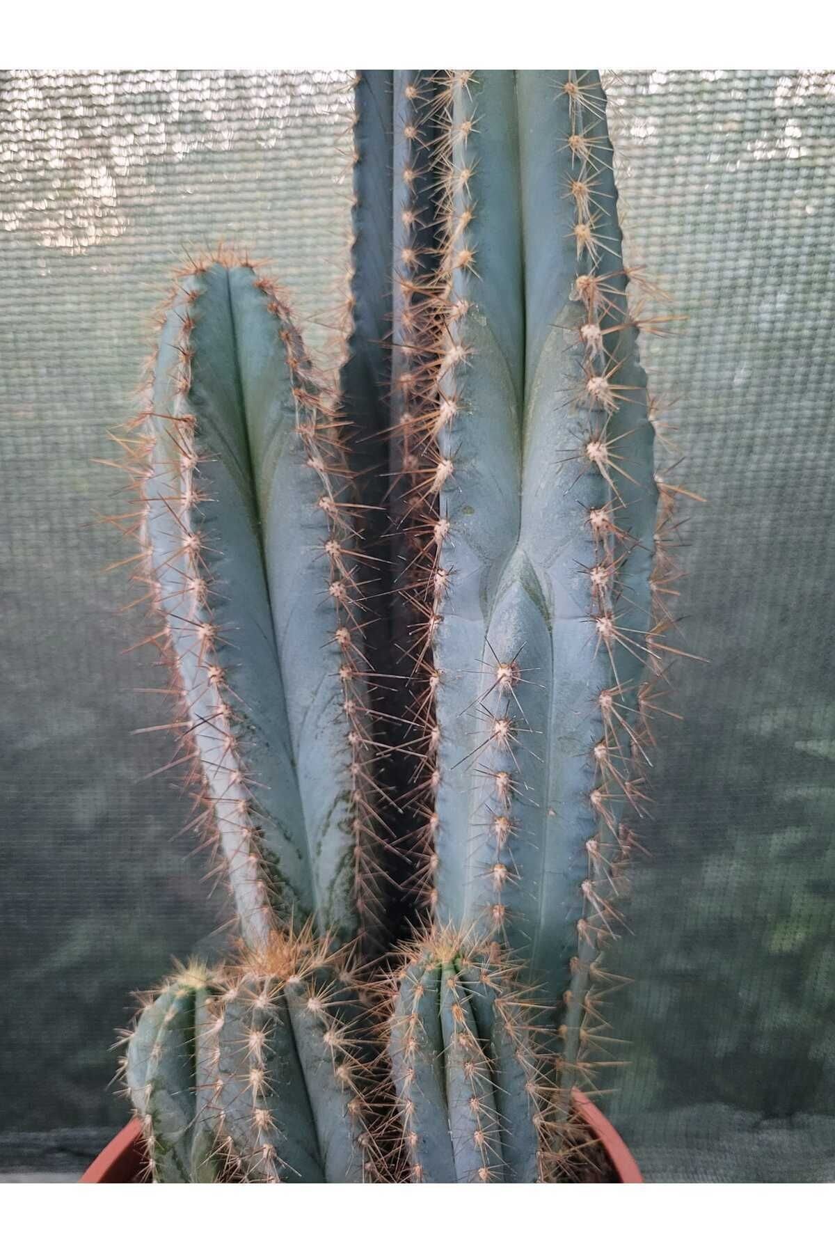 Sütun Kaktüs 35 cm