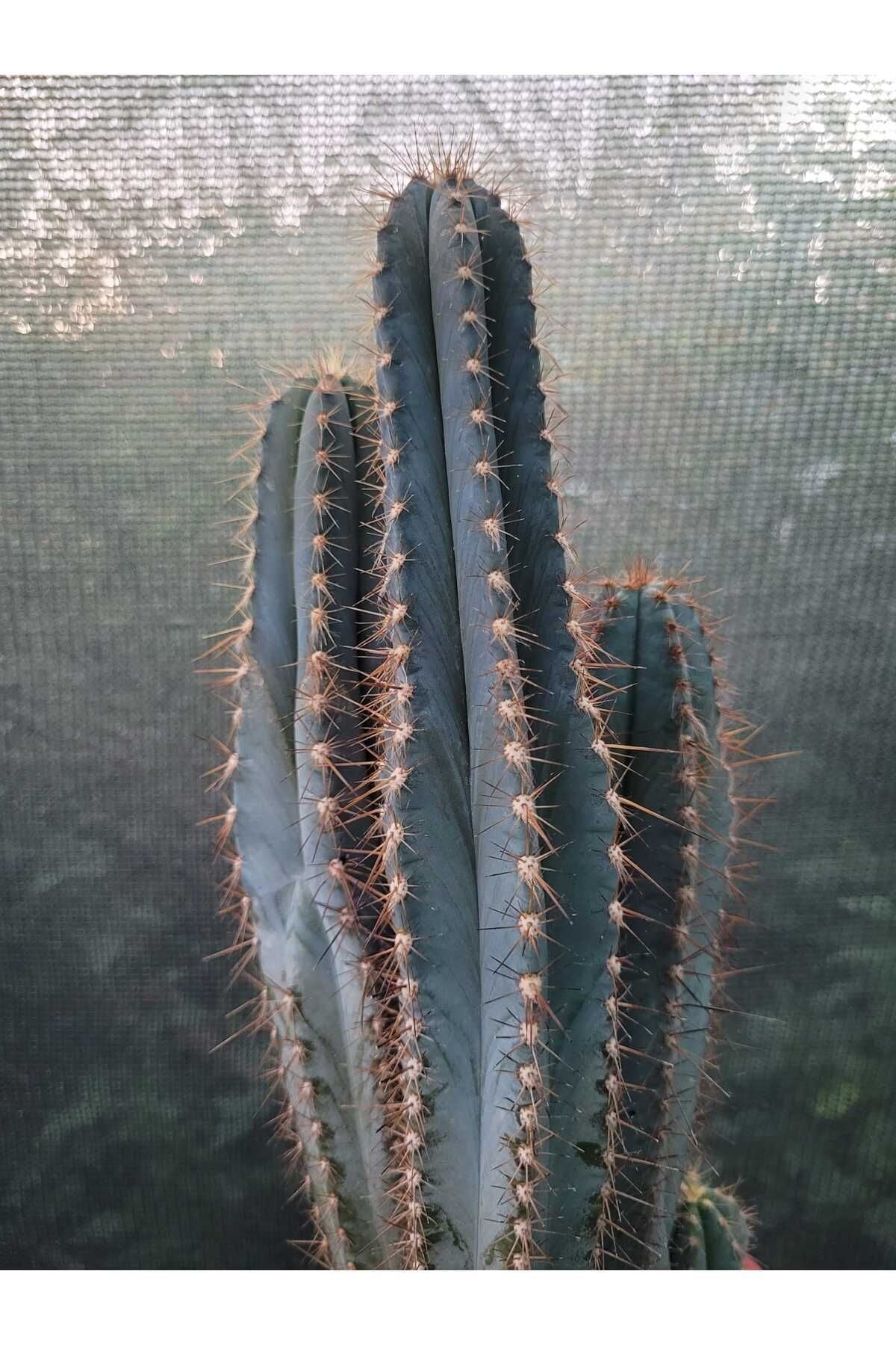 Sütun Kaktüs 35 cm