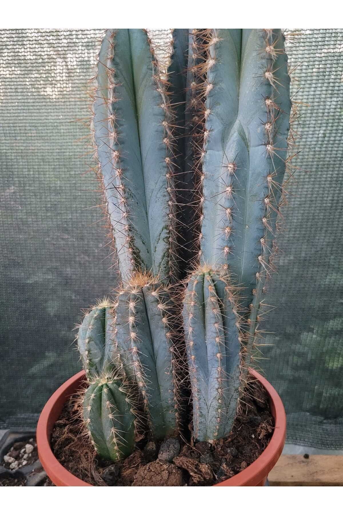 Sütun Kaktüs 35 cm