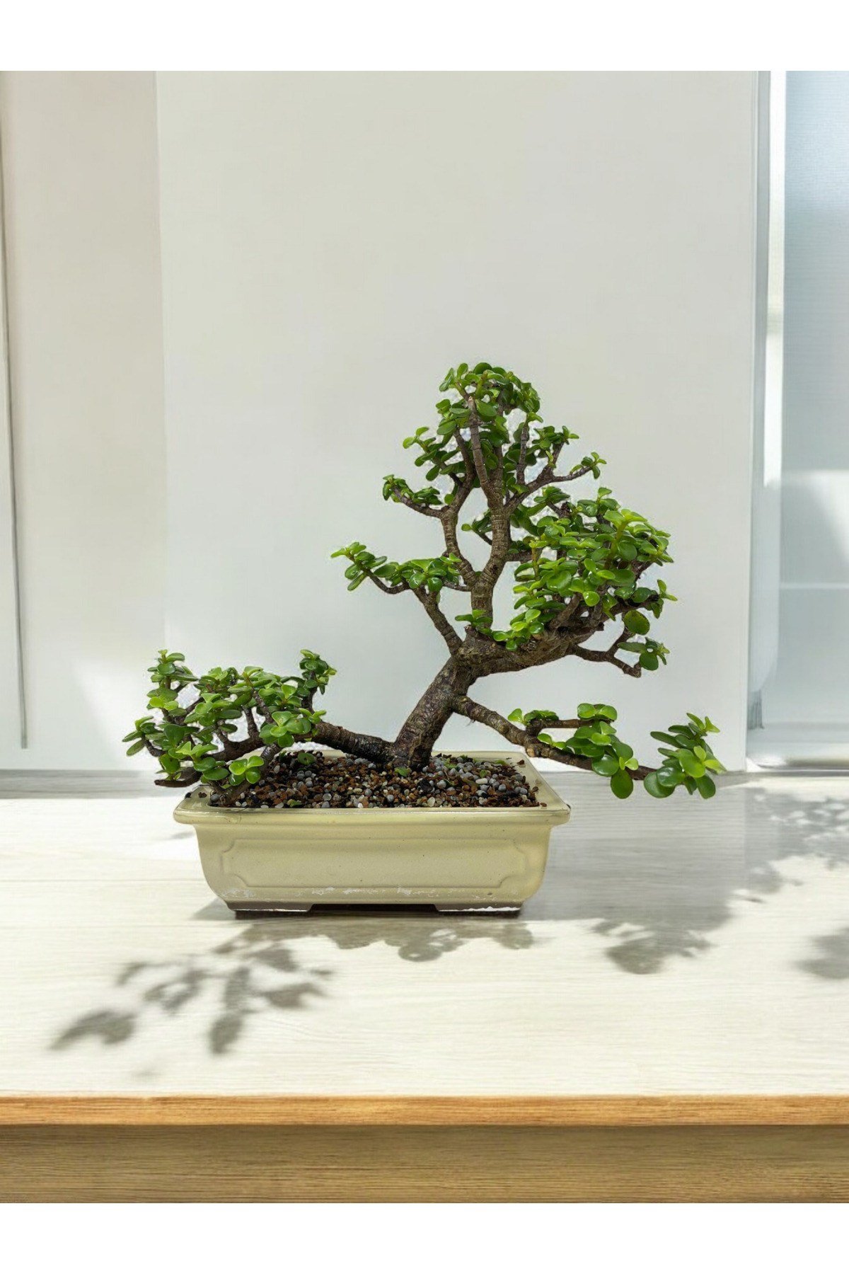 Taş Saksıda Büyük Anaç Para Bonsai üretim saksısında para çiçeği para ağacı