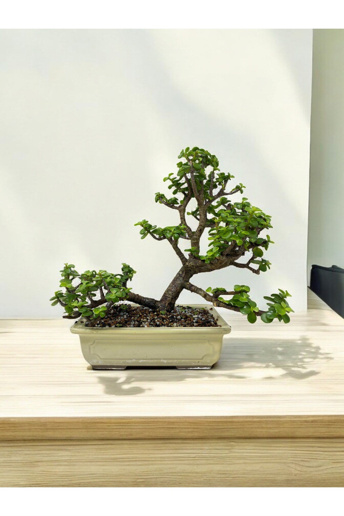 Taş Saksıda Büyük Anaç Para Bonsai üretim saksısında para çiçeği para ağacı