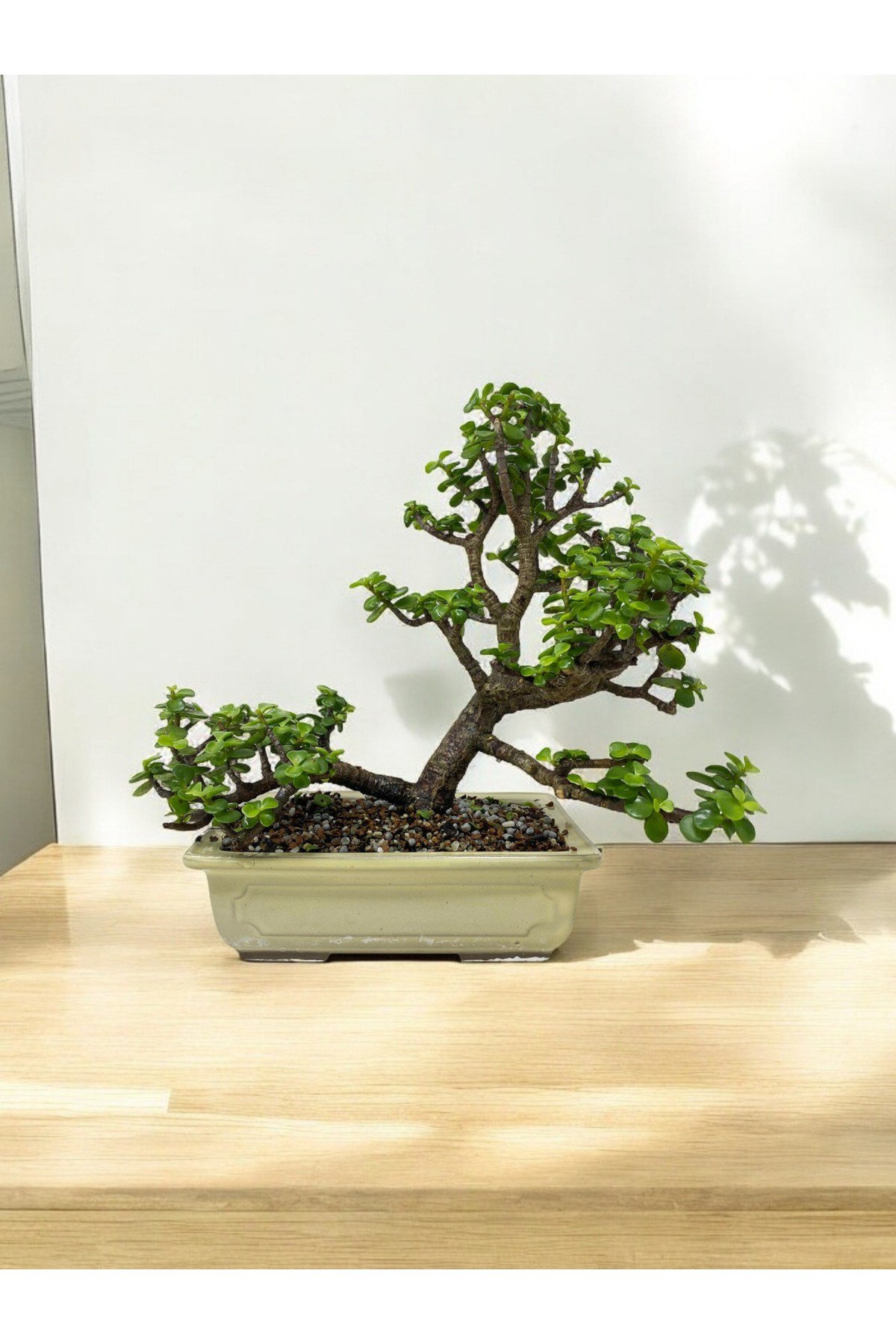 Taş Saksıda Büyük Anaç Para Bonsai üretim saksısında para çiçeği para ağacı