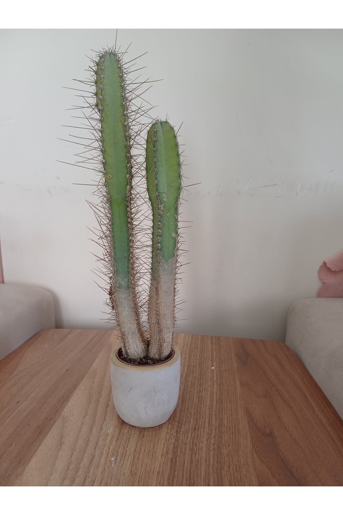 Taş saksıda kaktüs 6x25 ölçü