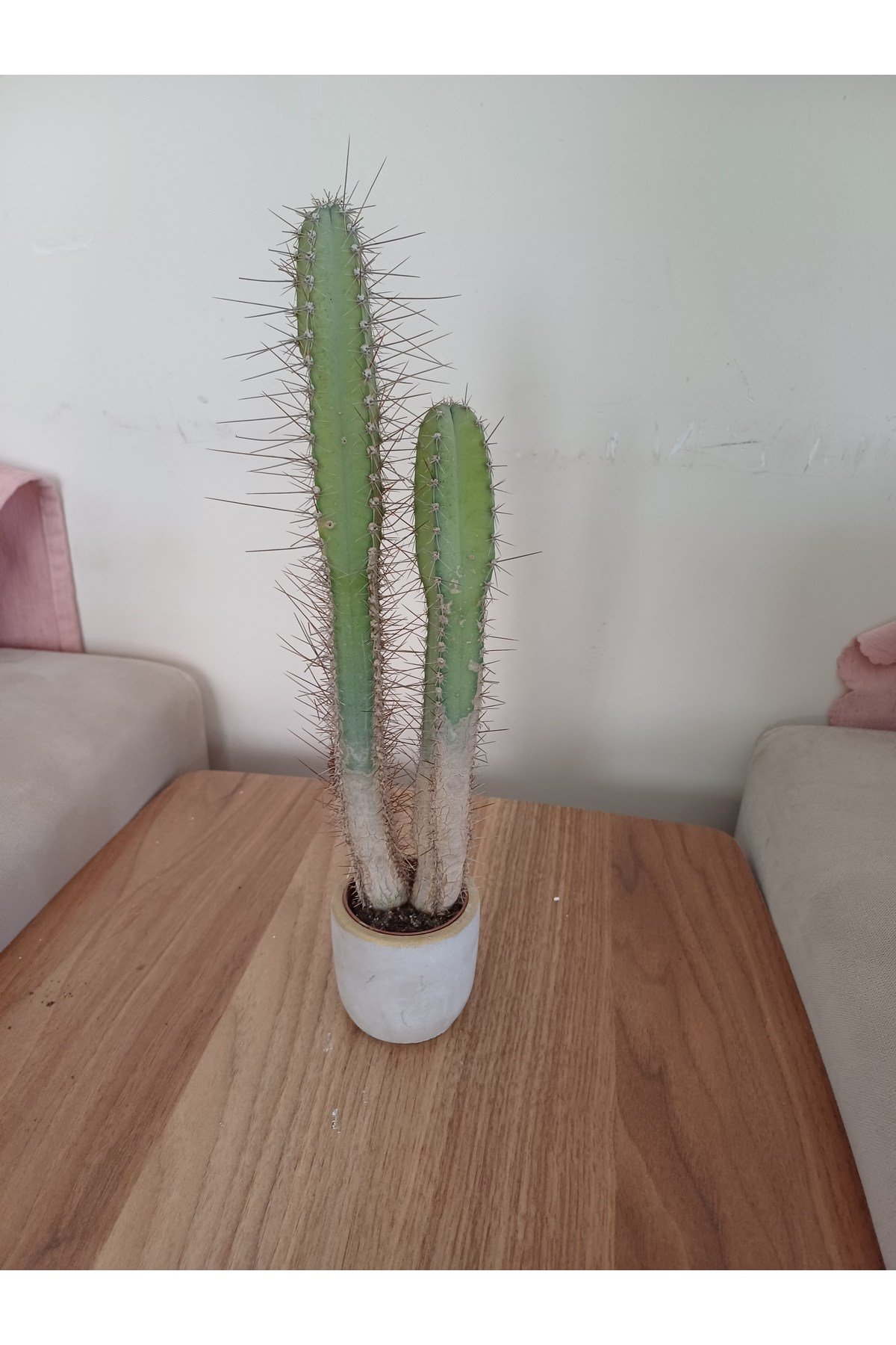 Taş saksıda kaktüs 6x25 ölçü
