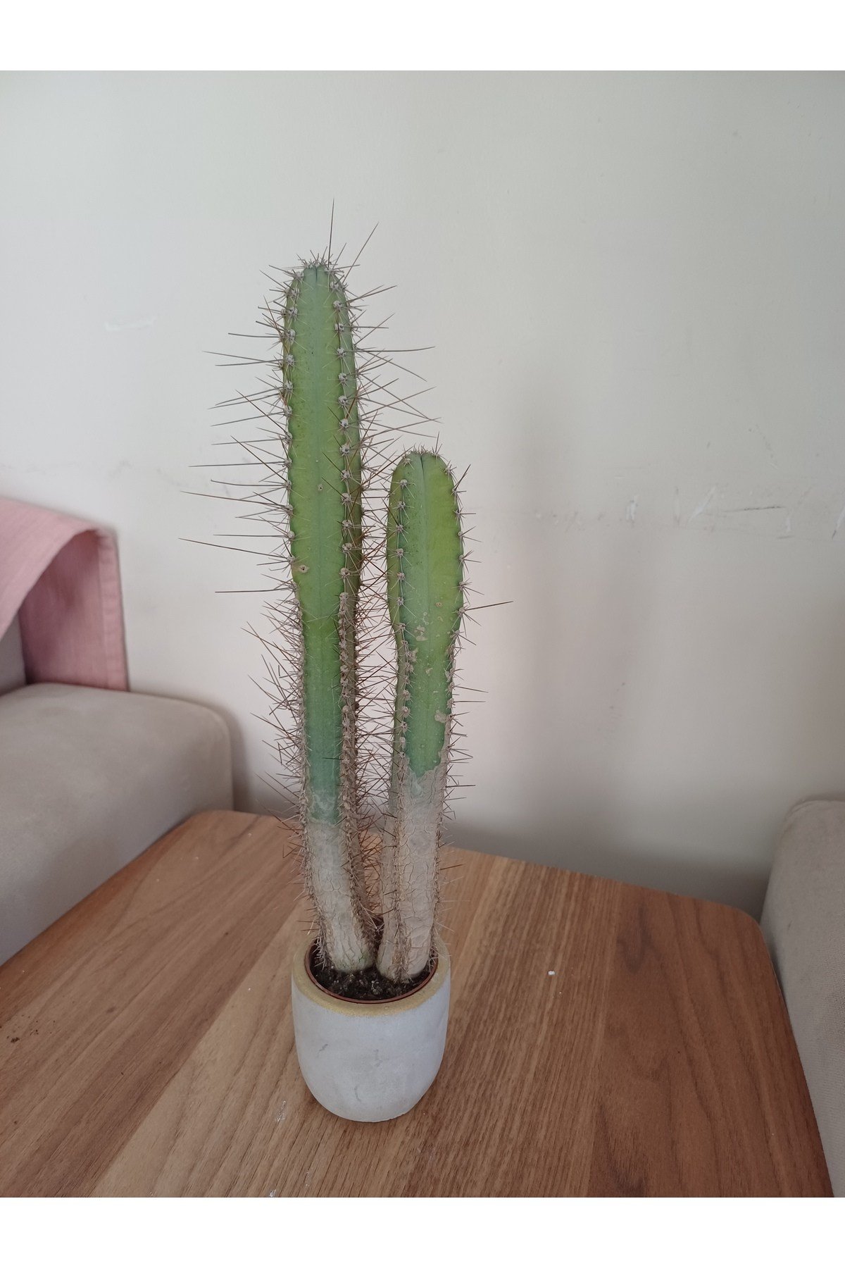 Taş saksıda kaktüs 6x25 ölçü