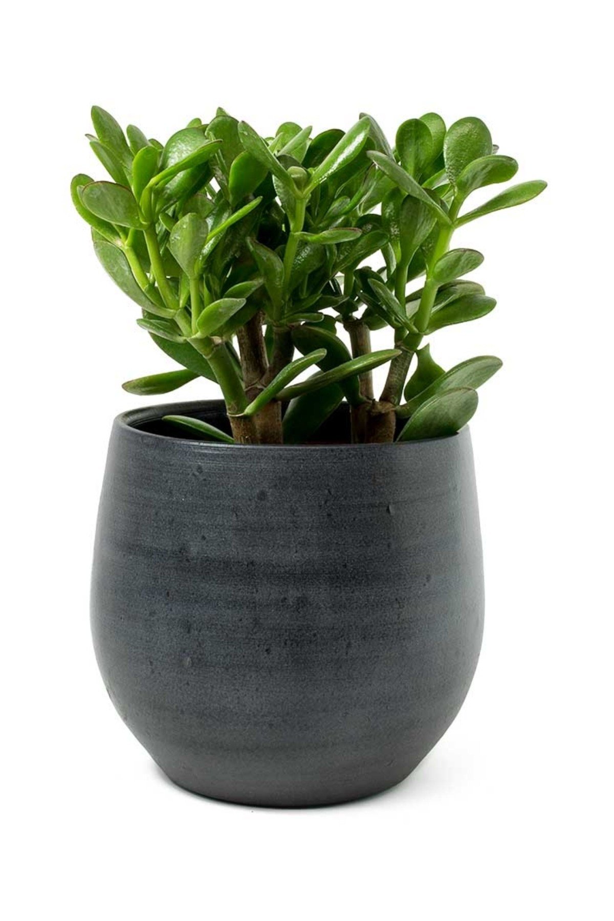 Taş Saksıda Para Çiçeği Crassula Ovata Şans ve Bereket Çiçeği